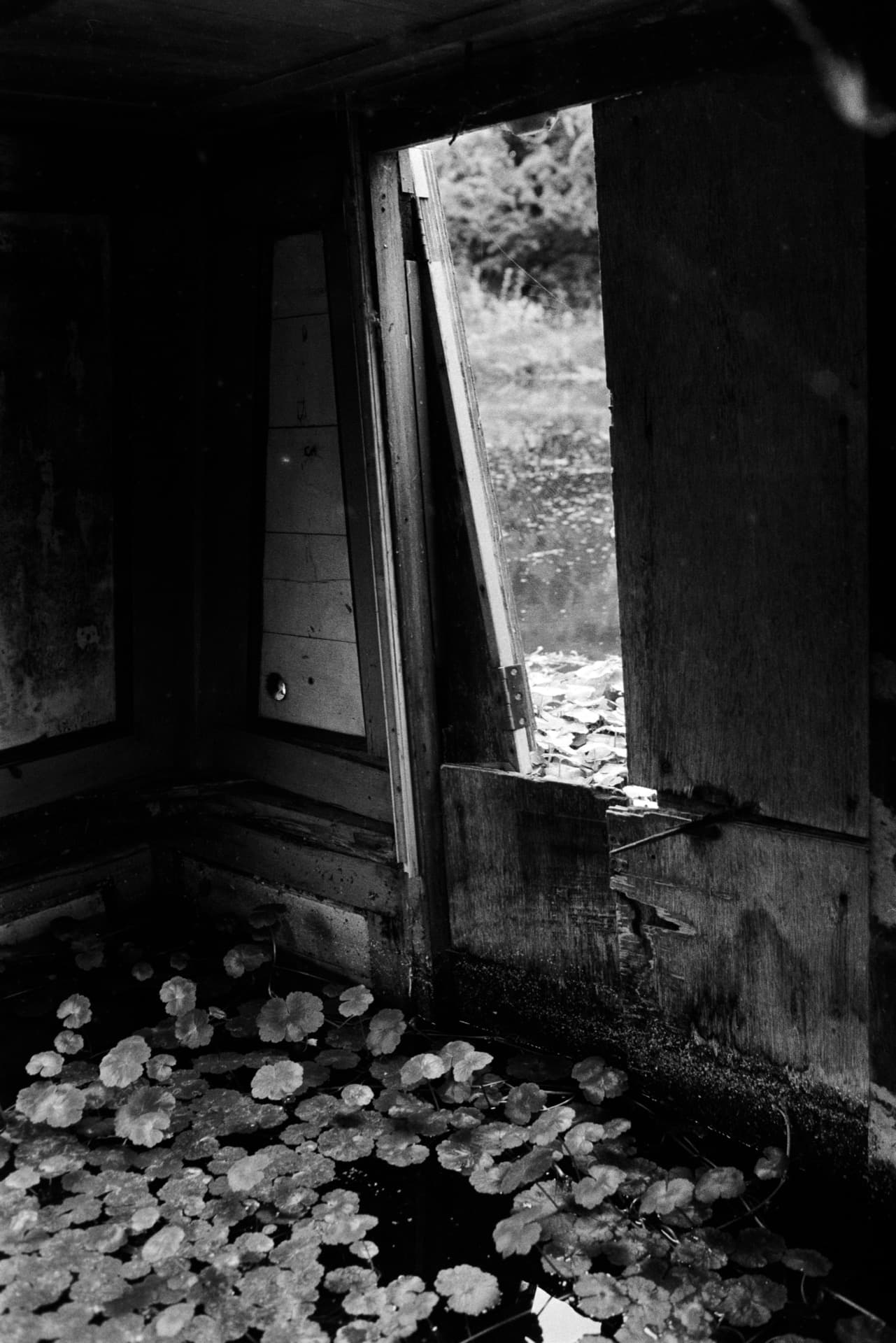 Open doorway of flooded canal boat with aquatic vegetation growing throughout interior and exterior