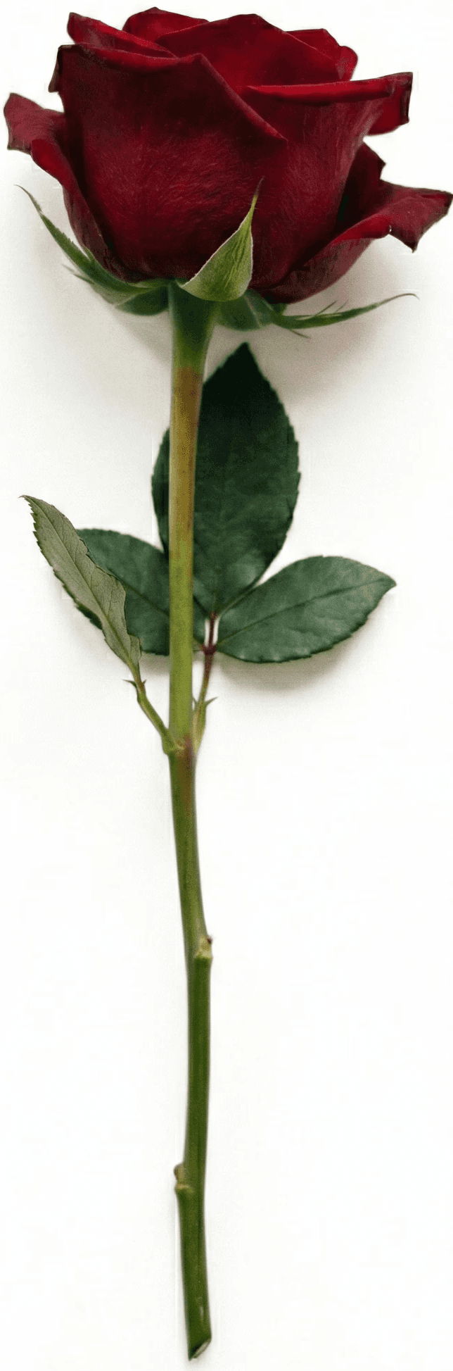 Single red rose stem representing the Rose in Rose+Cactus