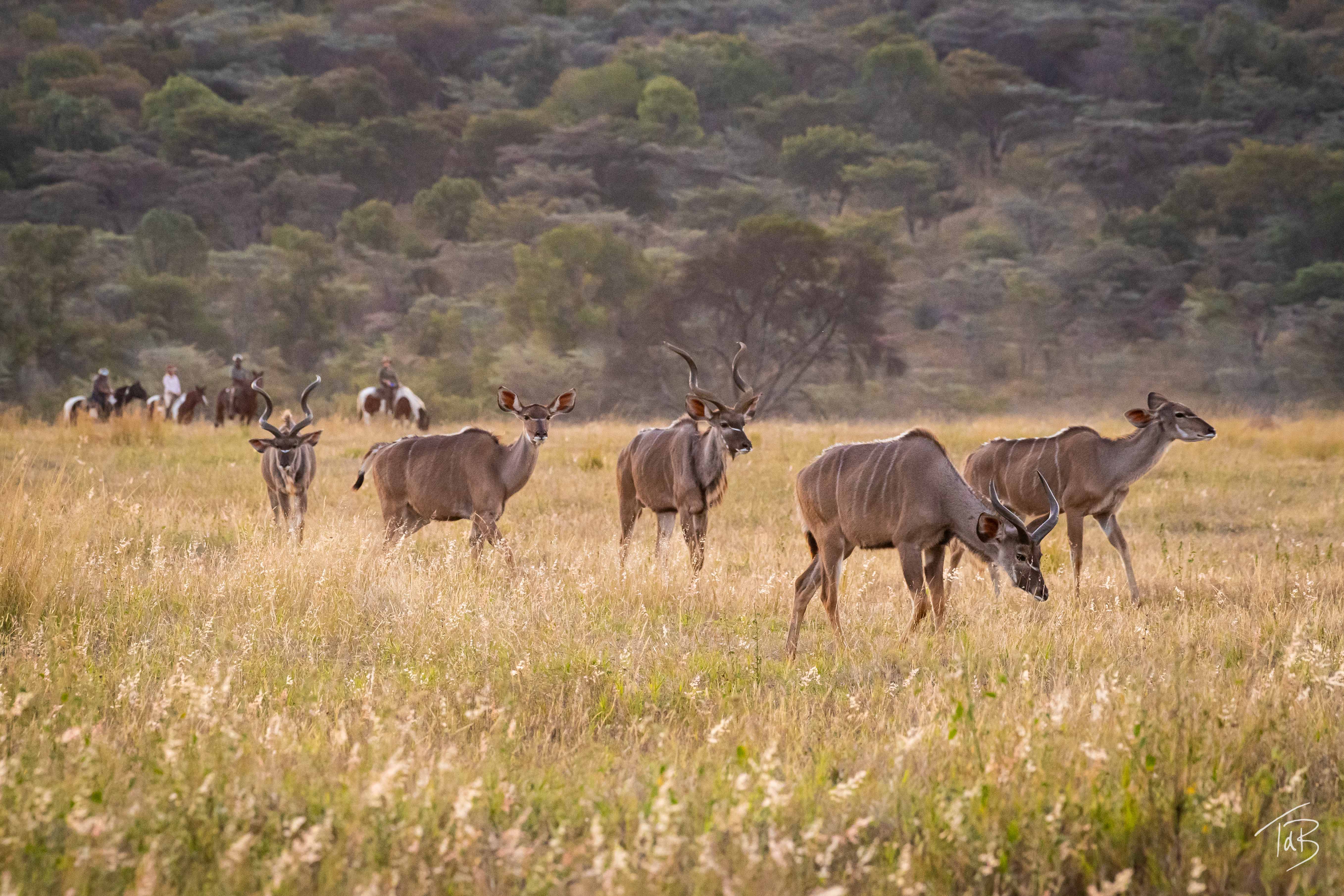 African Explorer, Botswana. En lång rad gnuer rör sig över slätterna med ryttarna i bakgrunden – ett klassiskt motiv från en ridsemester i Botswana.