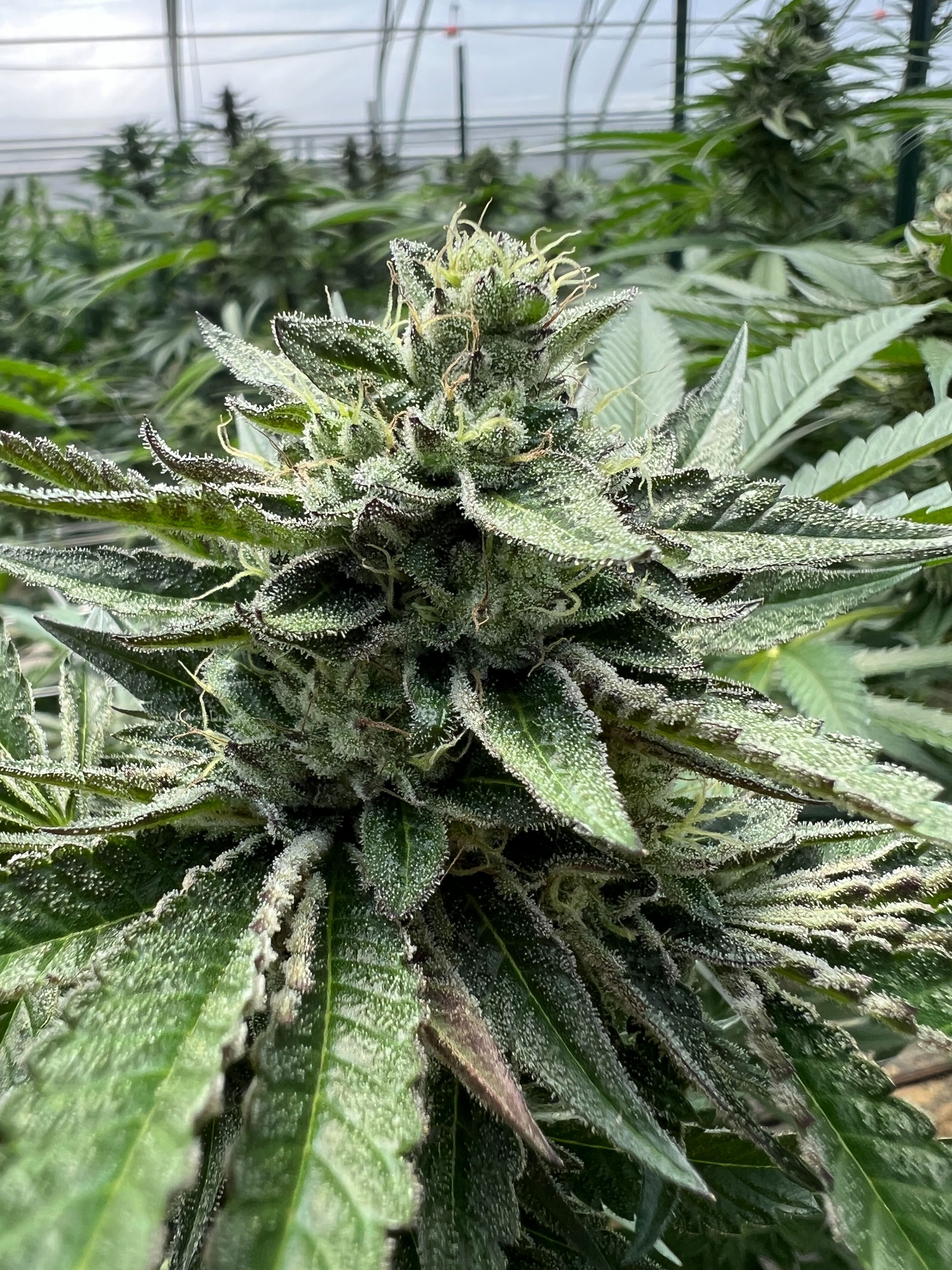 Cherry Heads cannabis flower — Sunkissed Farm, Windsor, Vermont
