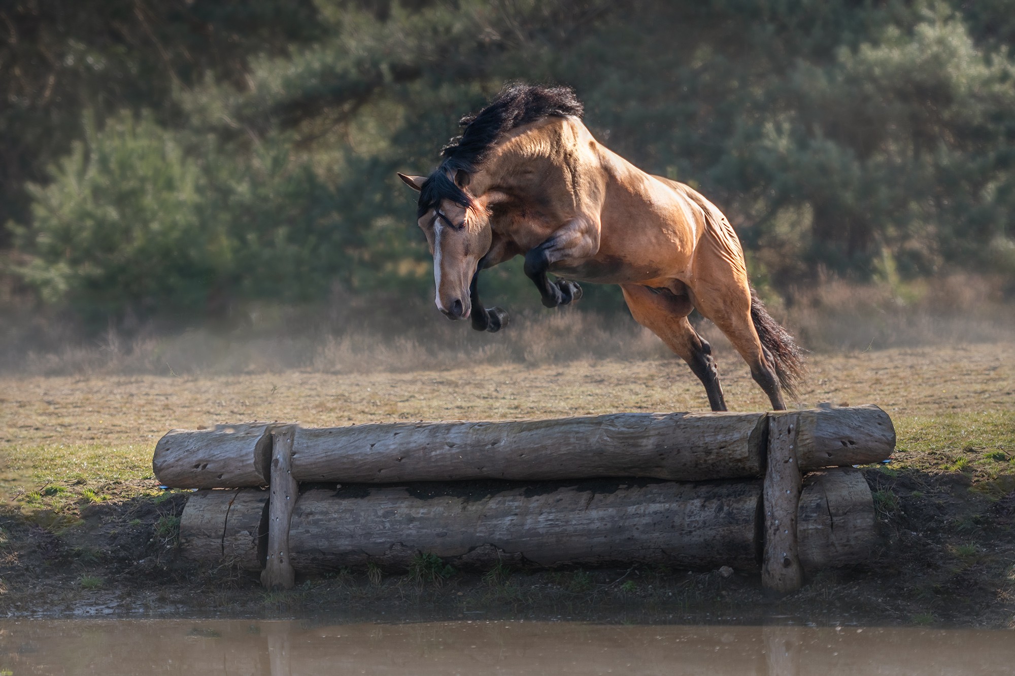 Lusitano stallion Gallito