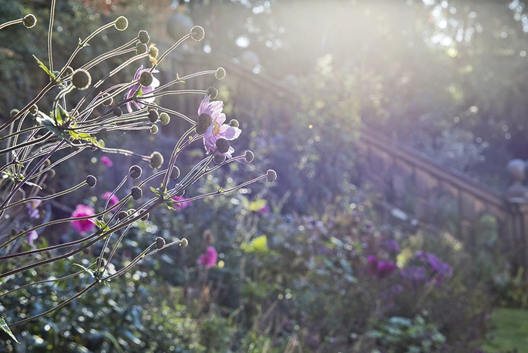 Hartingtons Heritage Tours hotel, Darley House, gardens with purple flowers