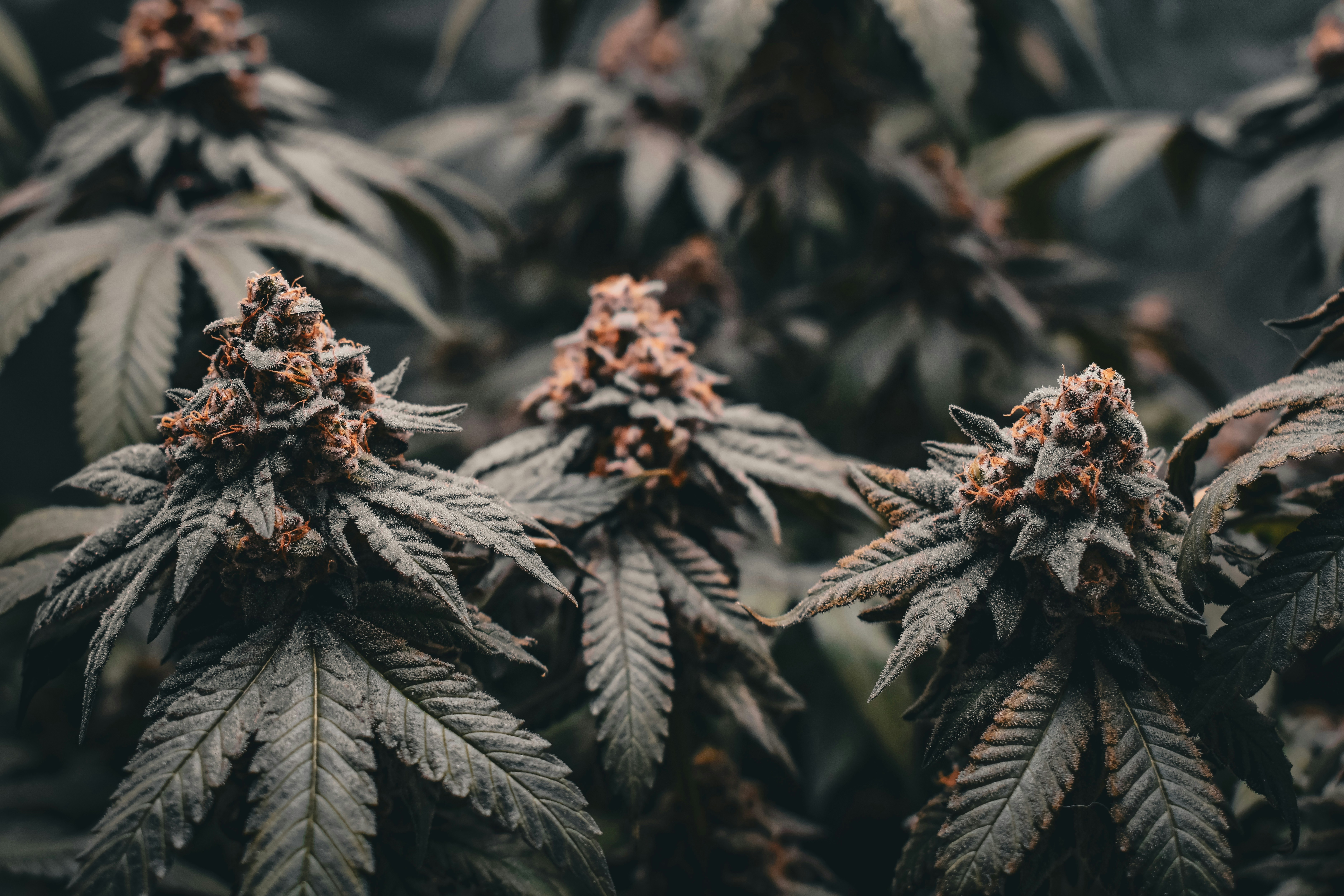 Close-up of cannabis buds with green leaves