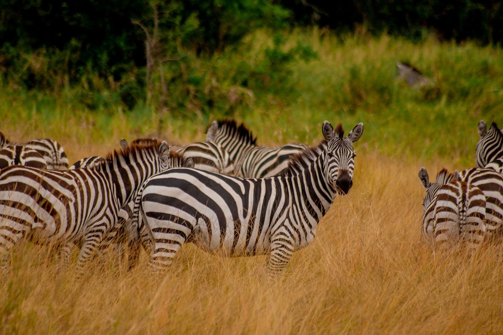 Tanzania Safari Kilimanjaro Combo