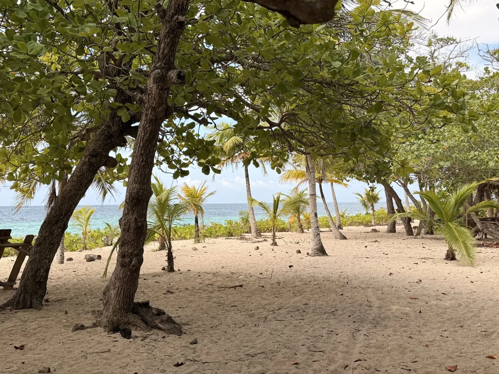 Shade trees and palms growing right down to the sand at Camp Bay Beach on Roatán's east end.