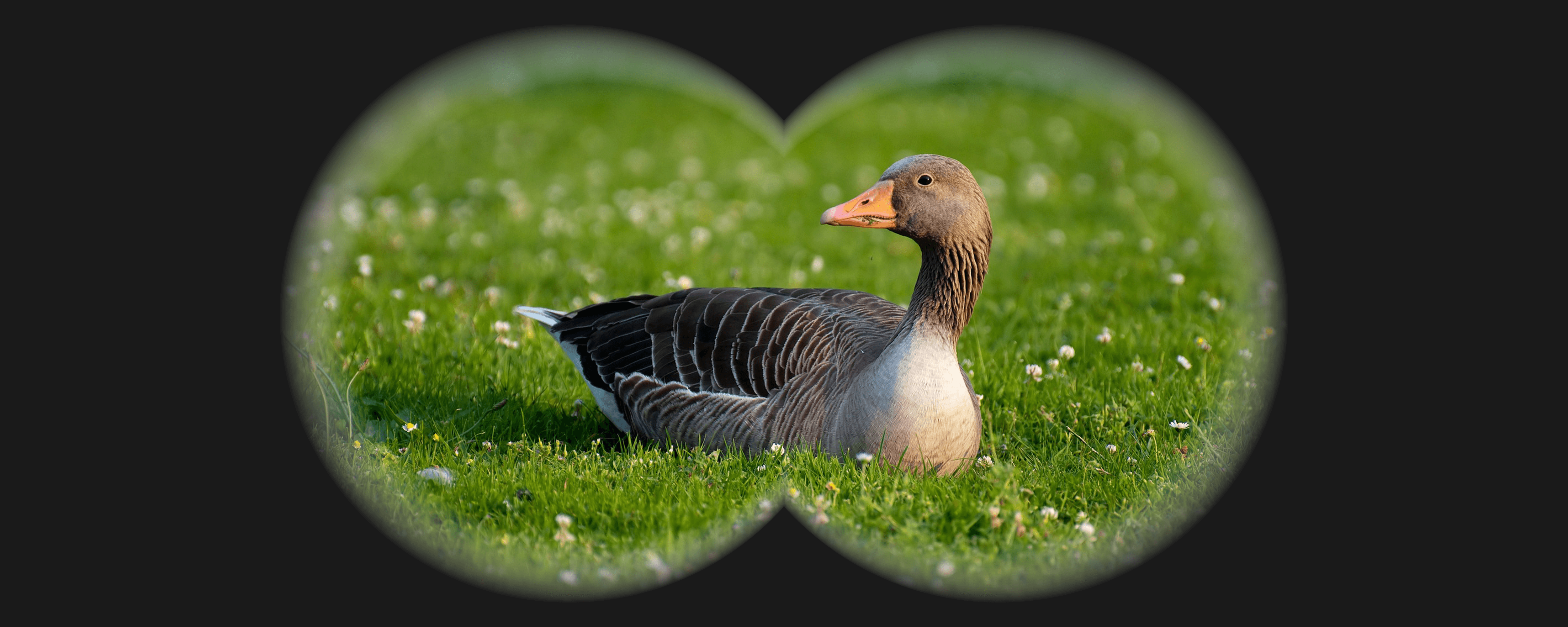 A goose sat on grass in the middle of binocular shaped eye holes.