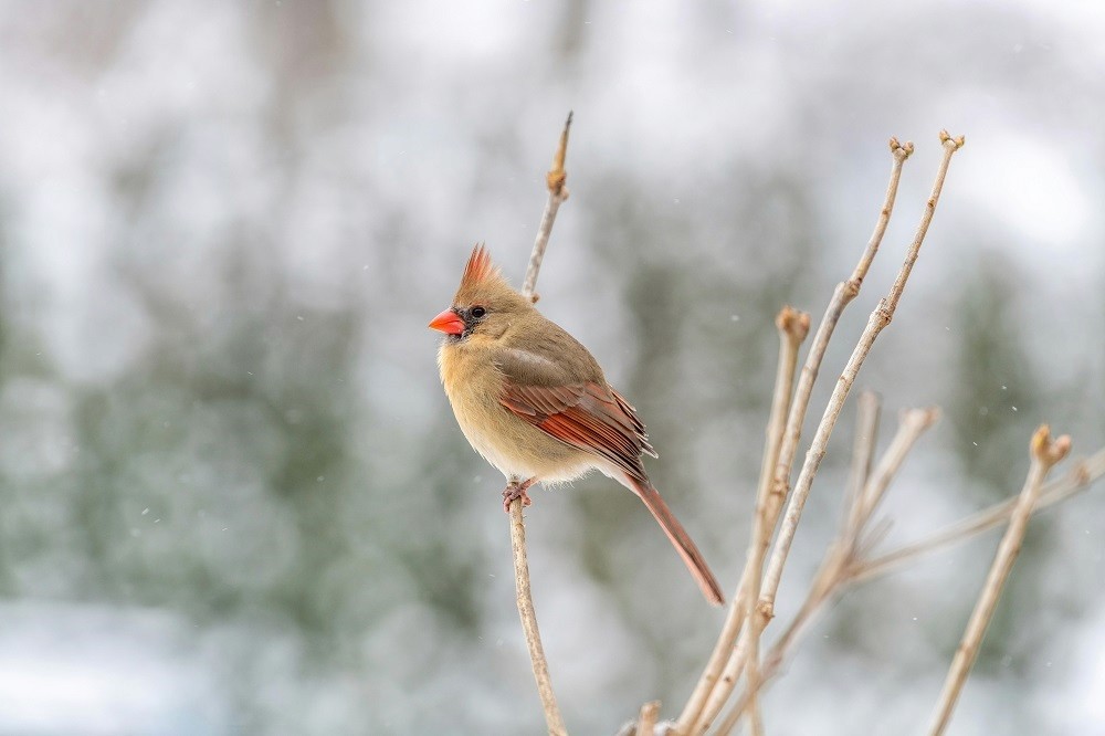A vibrant cardinal perched on a delicate branch, surrounded by winter serenity – a symbol of the luxury of simplicity, freedom, and mindful living in nature.