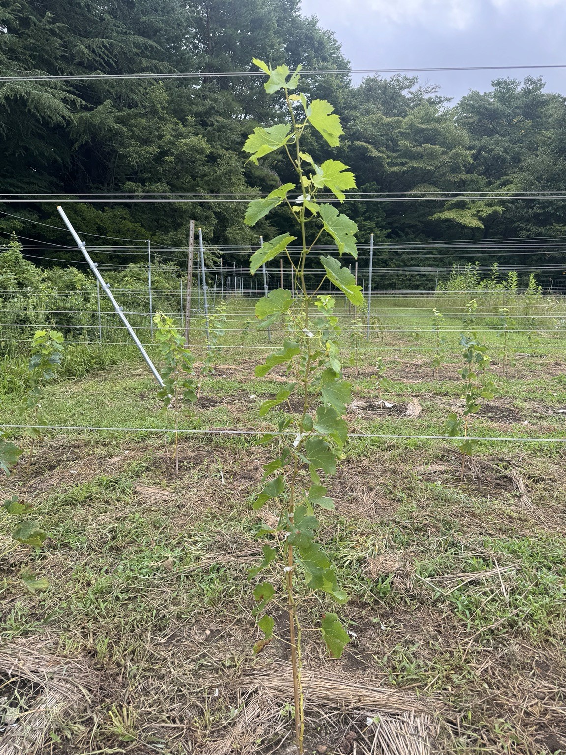 一本ずつの成長を、樹全体の写真で記録。