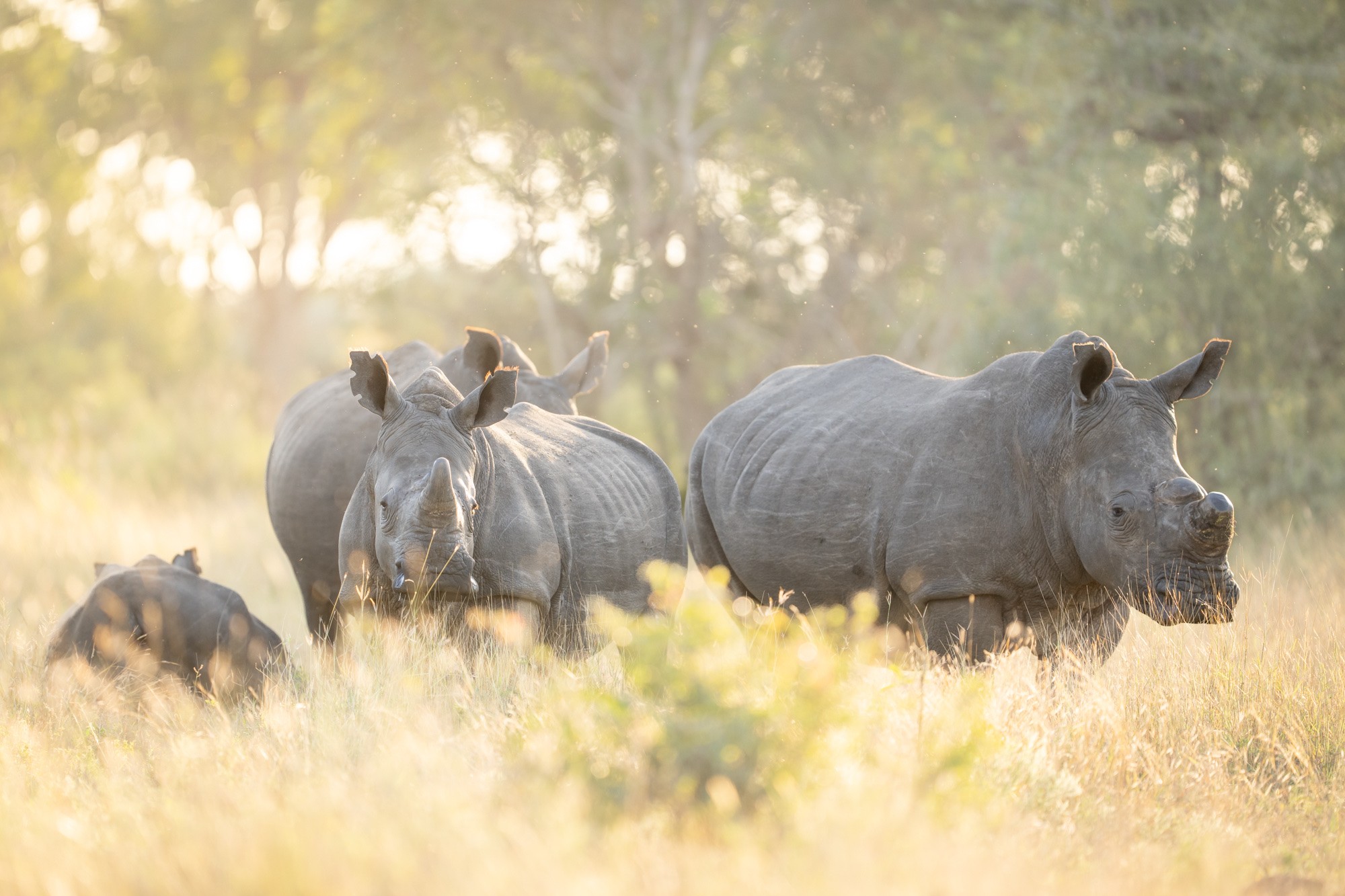 White rhinos grazing in golden morning light in the Sabi Sand
