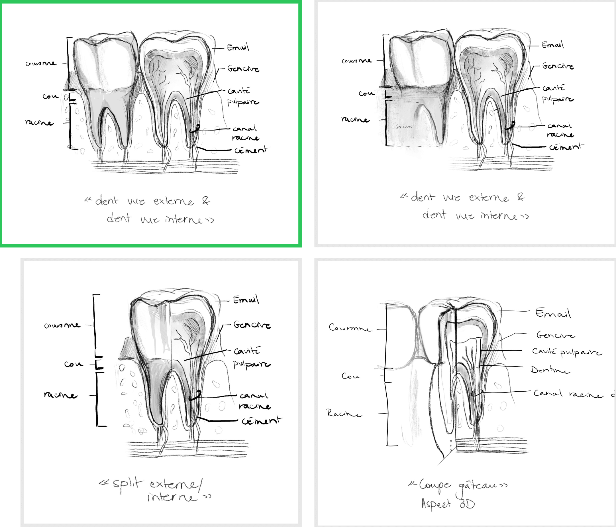 Esquisse de l'anatomie de la dent humaine adulte par l'illustratrice scientifique Élodie Ouellet-Belleau.