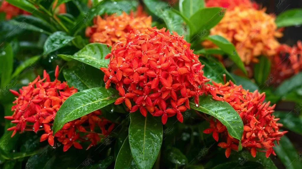 Ixora&nbsp;Shrub Plant.webp