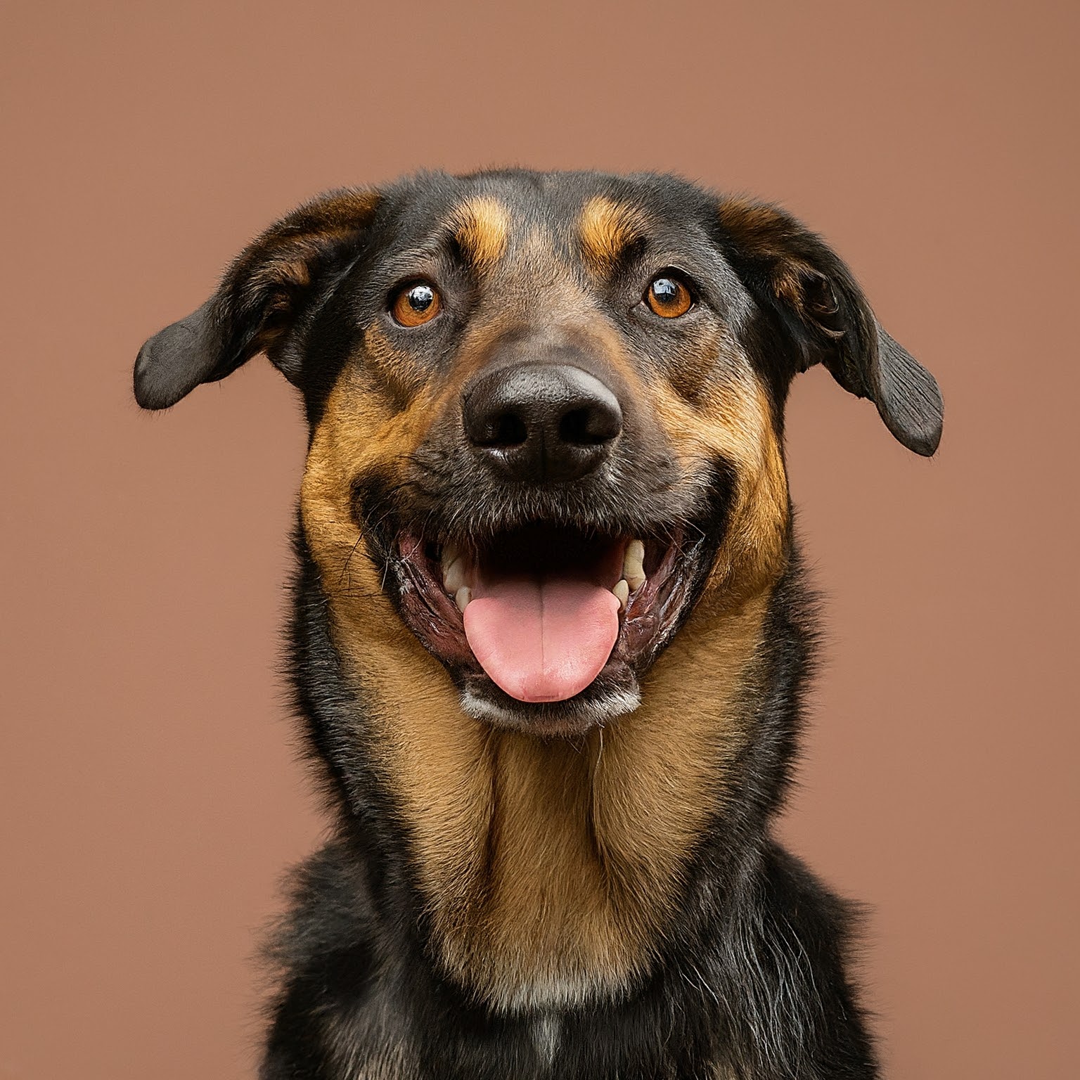 BUDDYUNO, German Sheprador