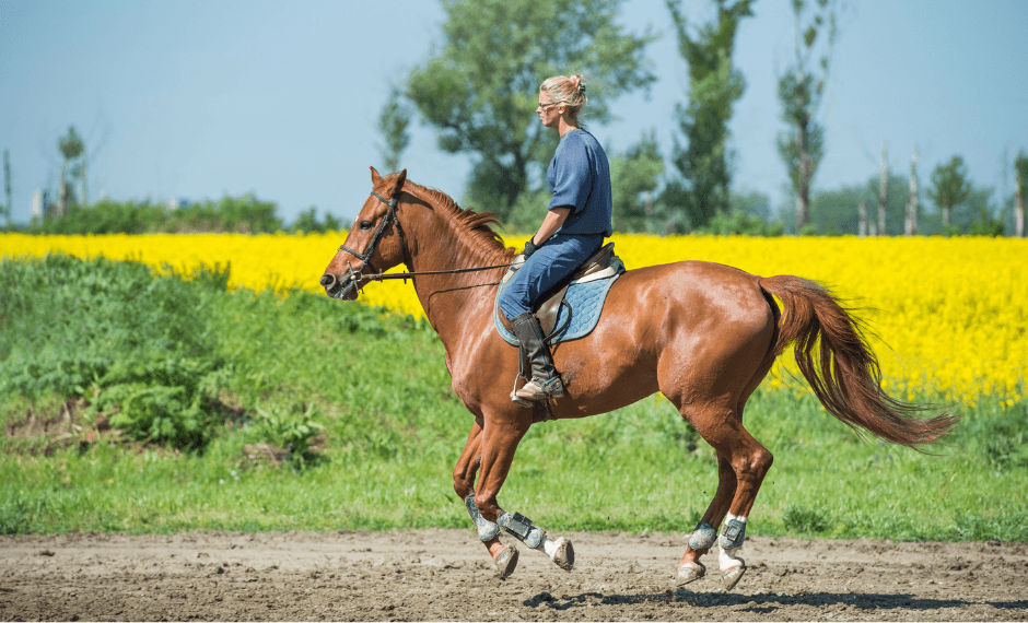 prix demi-pension cheval