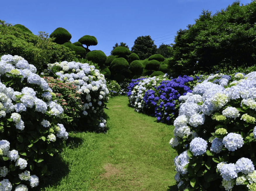 Hydrangeas at Nokonoshima Island Park in Fukuoka