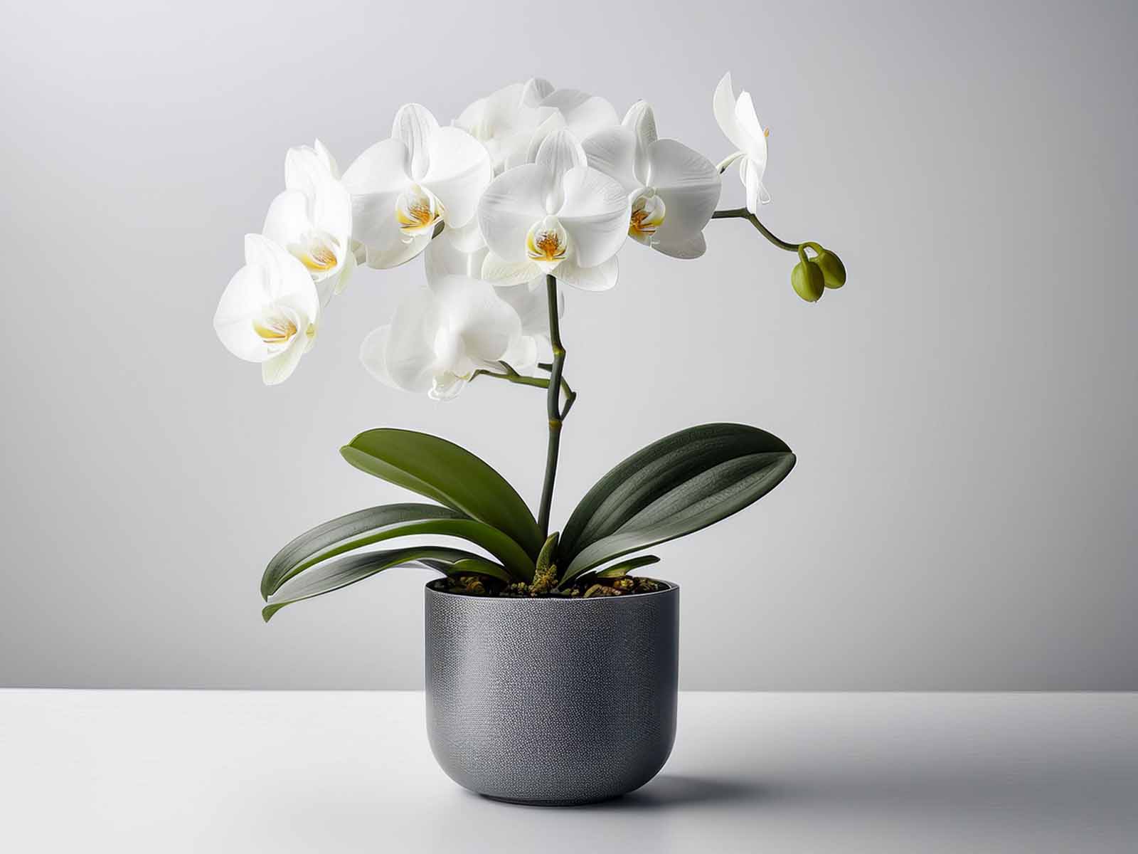 White Orchid plant with pristine blooms and glossy leaves in a modern St. Louis office, supplied by Tropical Decor