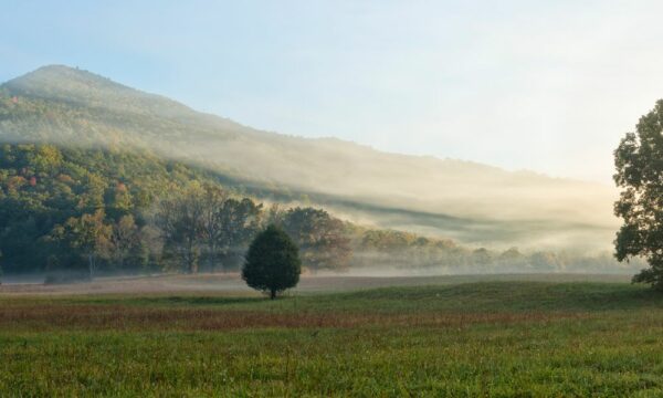 Foggy light in cades cove smoky mountains.