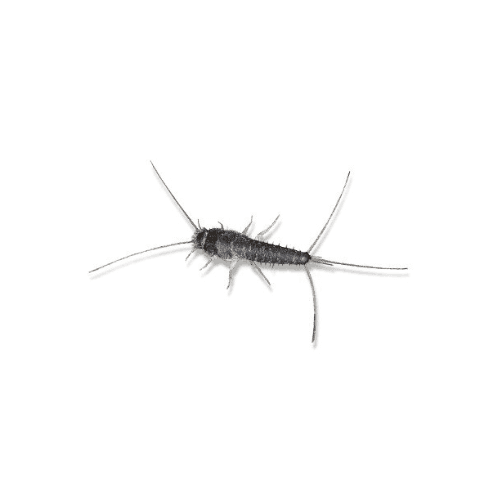 Papier- & zilvervisjesbestrijding