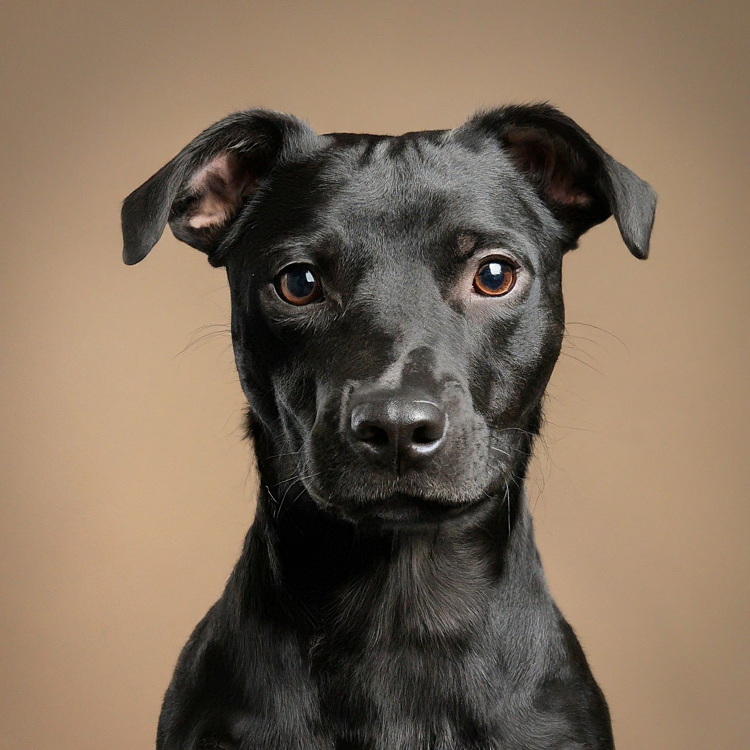 BUDDYUNO, Patterdale Terrier