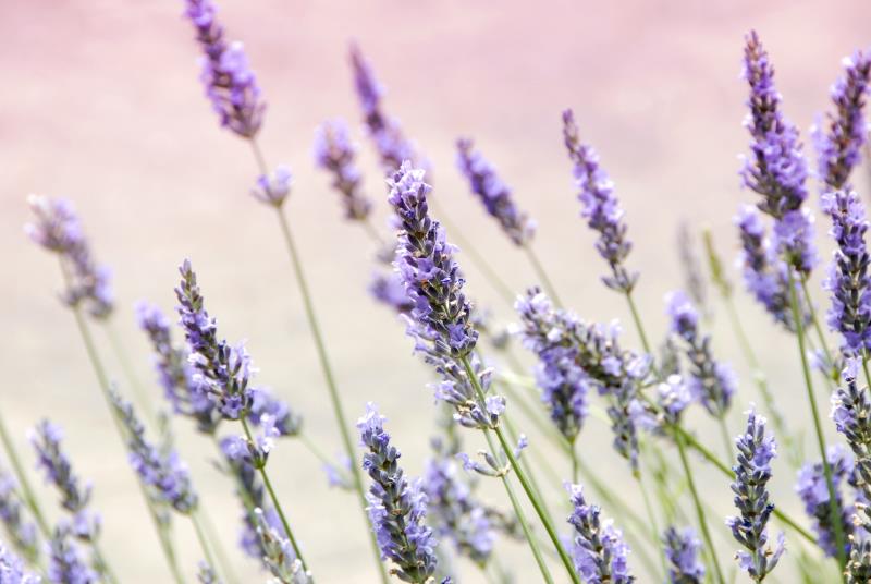 Lavanda