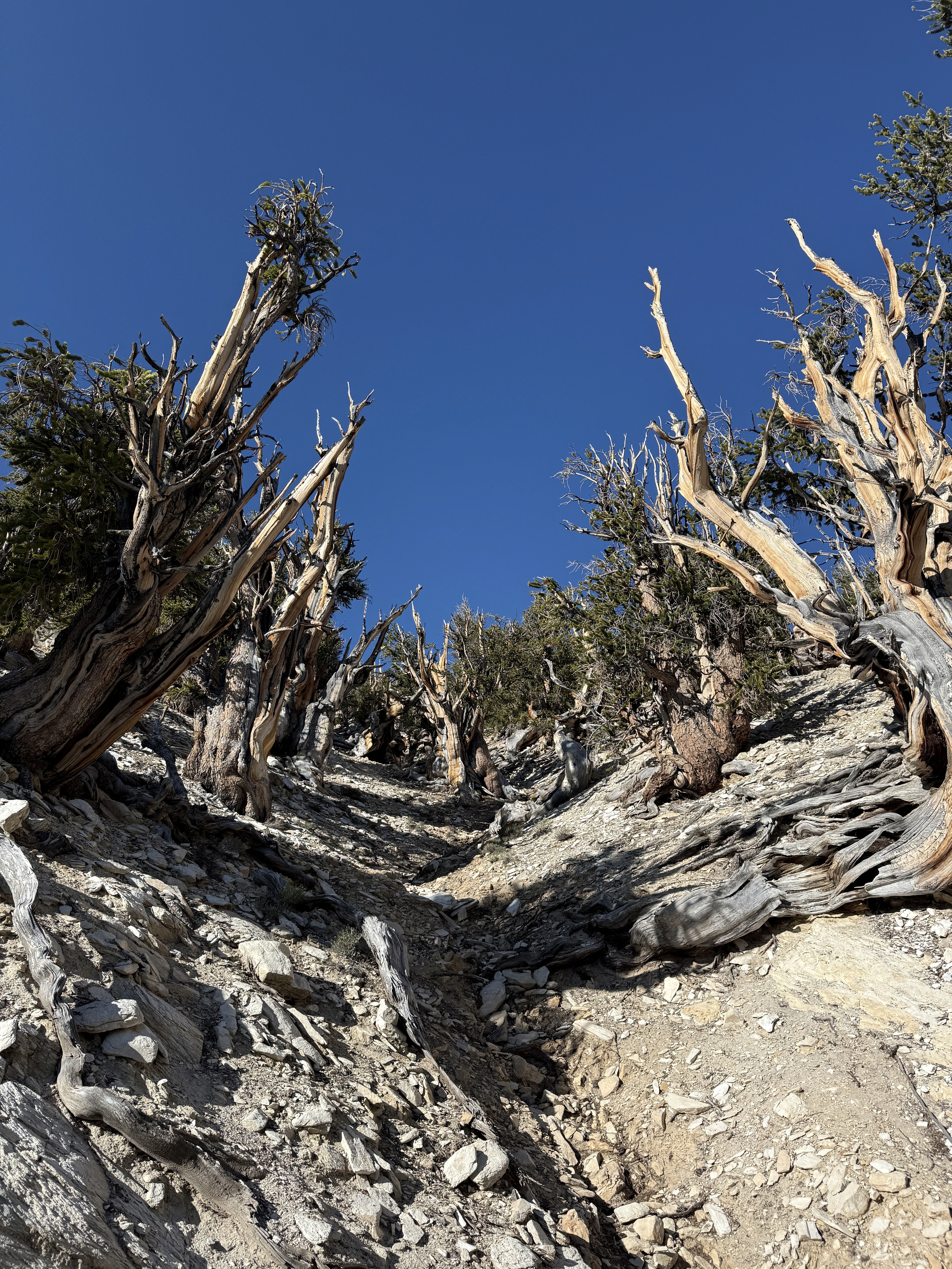 Bristlecone Pine Forest