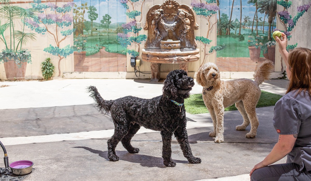 Two dogs happily playing with veterinary boarding staff outside