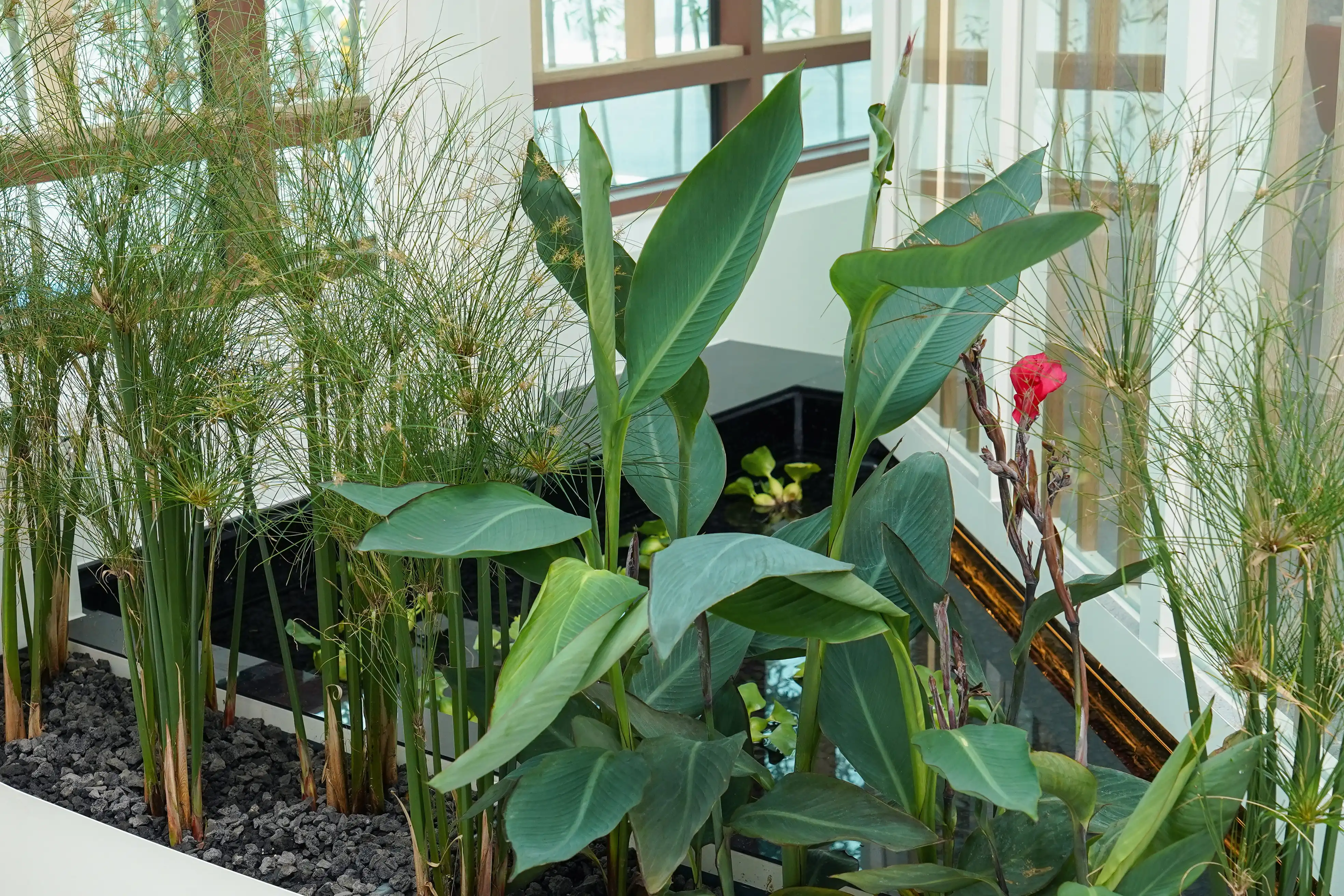 수생식물로 구현된 창의적인 실내조경