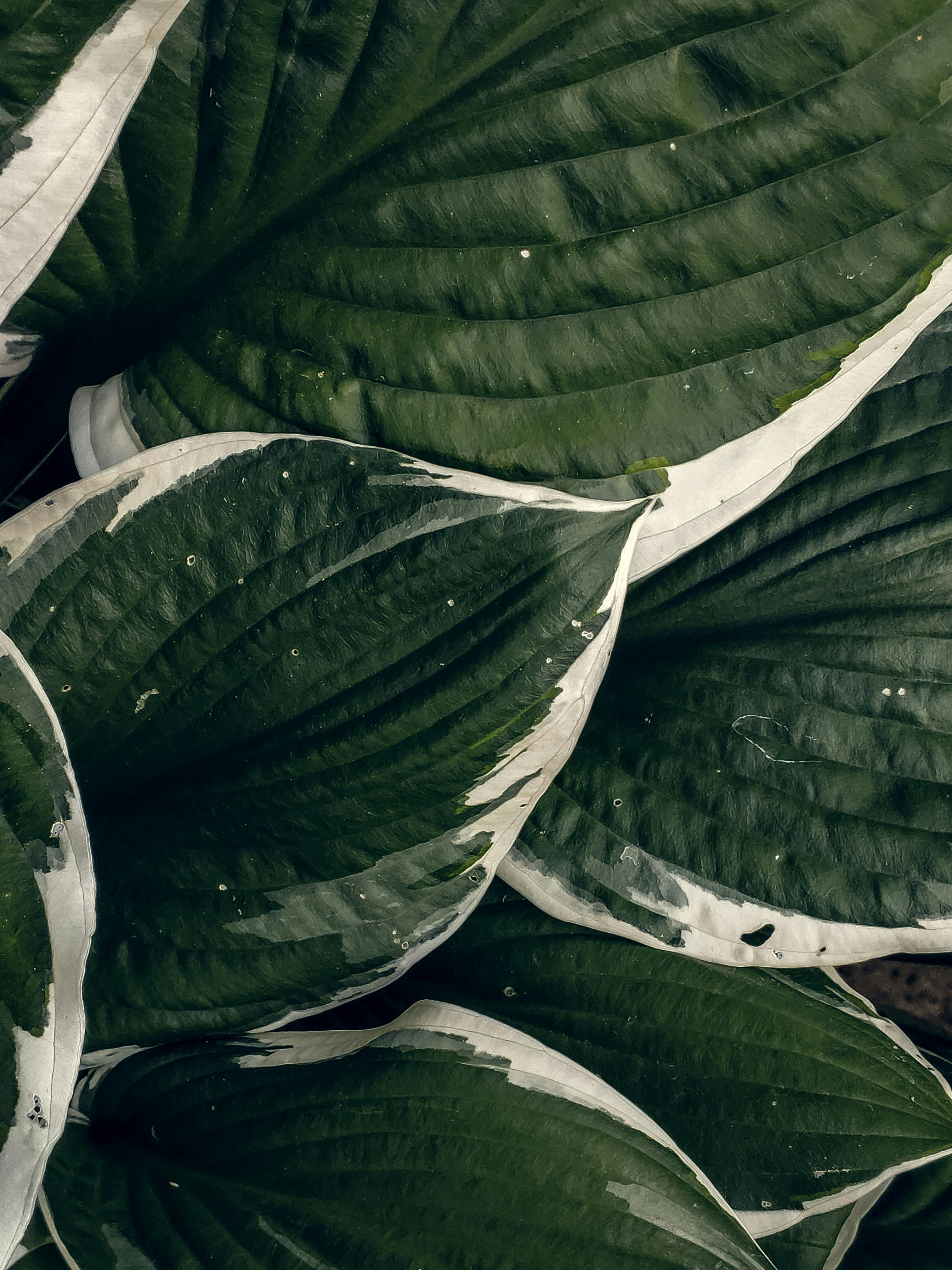 Paisajismo profesioanl