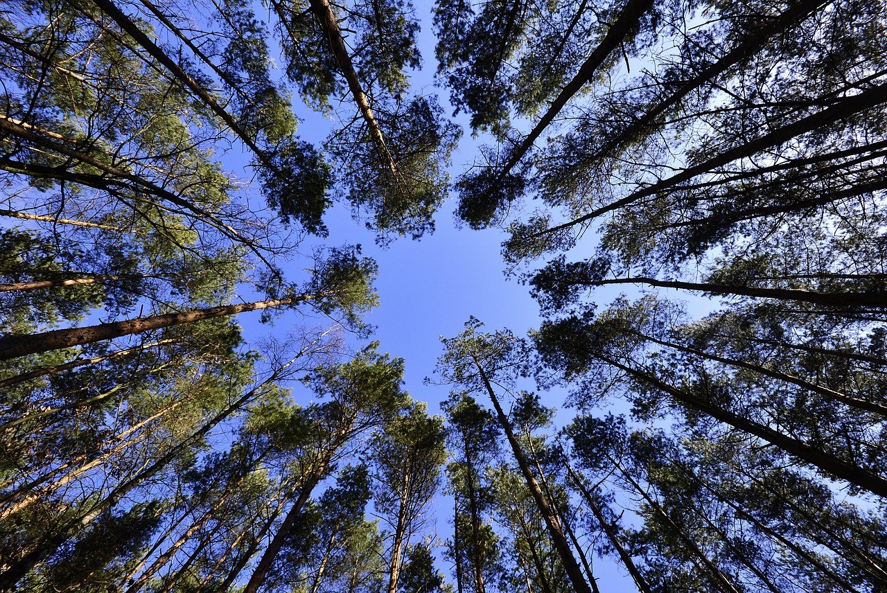 An image of a forest full of trees with orange leaves in the evening time. The leaves are still bright and vibrant