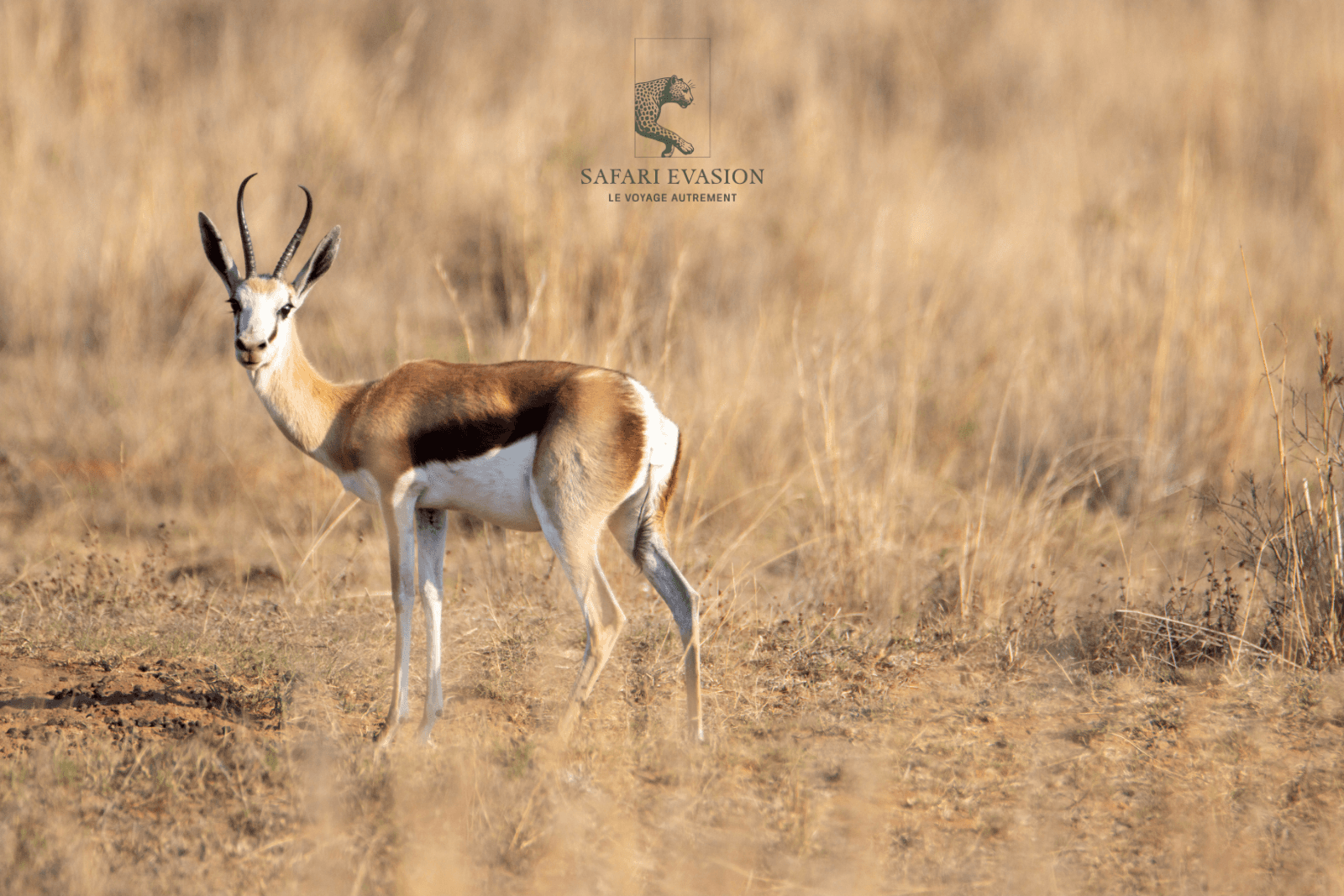 springbok