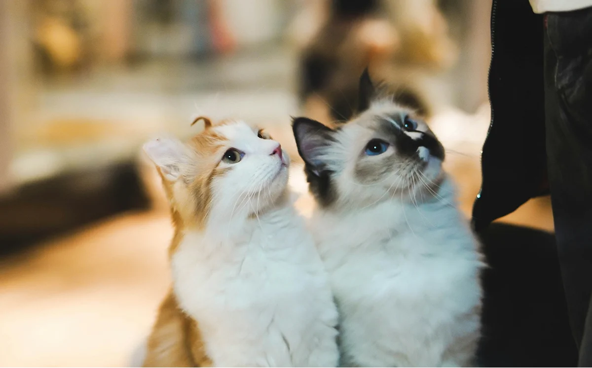 Two fluffy cats sitting together and looking upward.