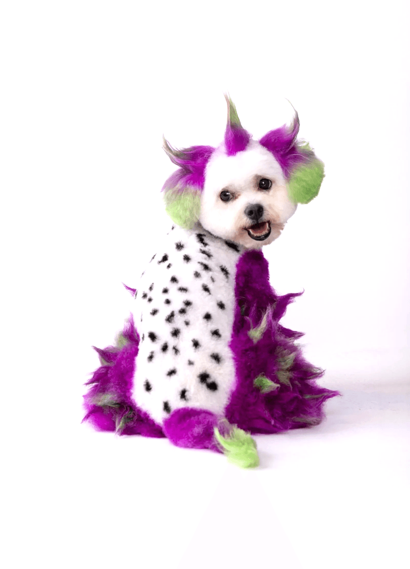 Dog styled with a black and white zebra-inspired pattern, featuring detailed coat carving and precise creative grooming.