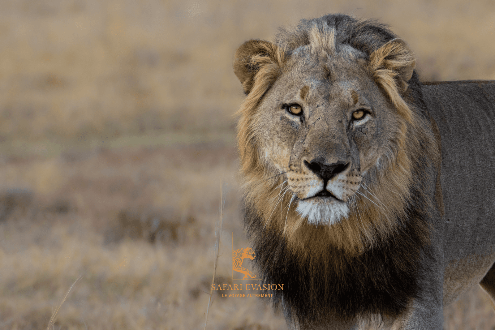 mâle lion