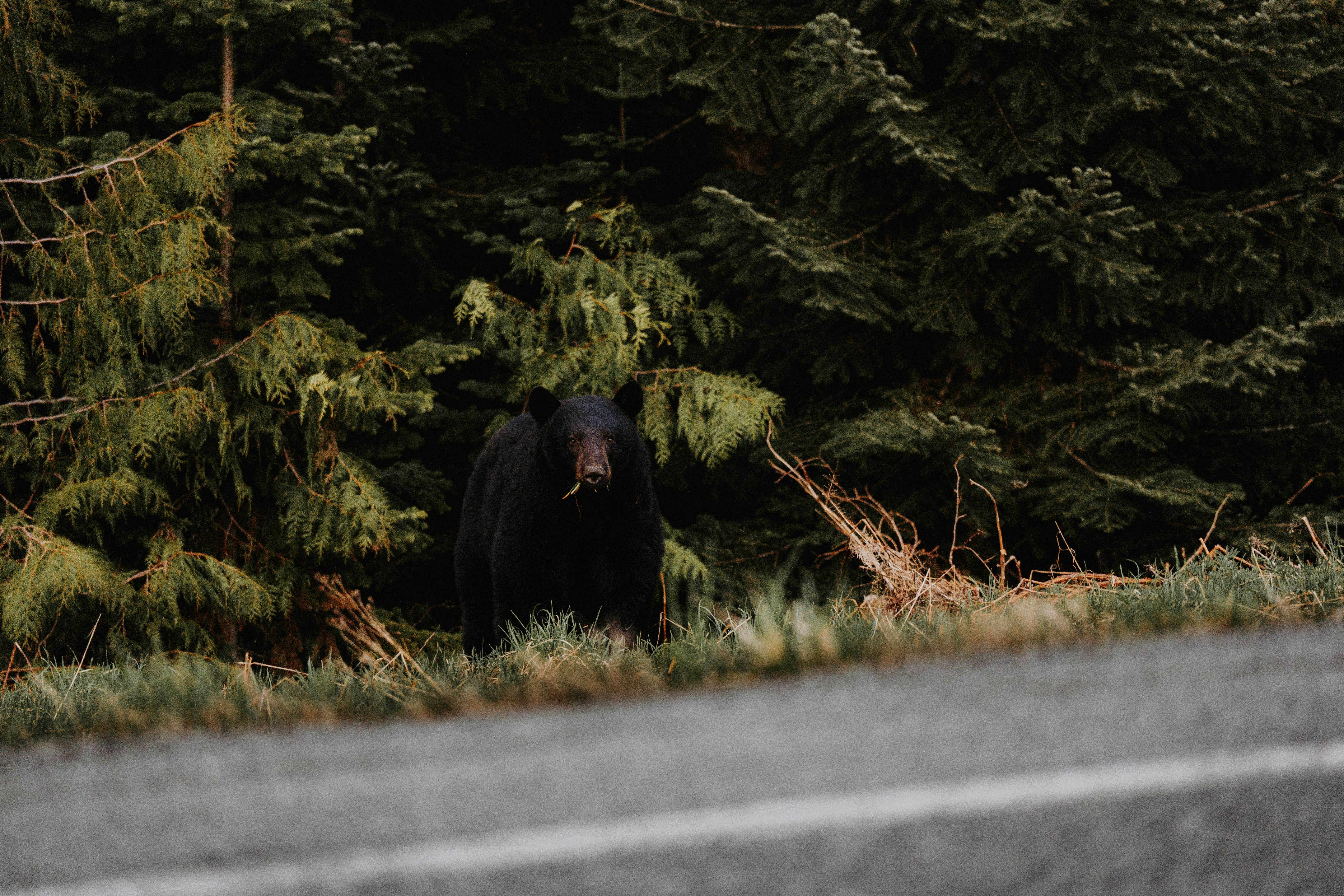 How to Safely See Black Bears in the Smoky Mountains