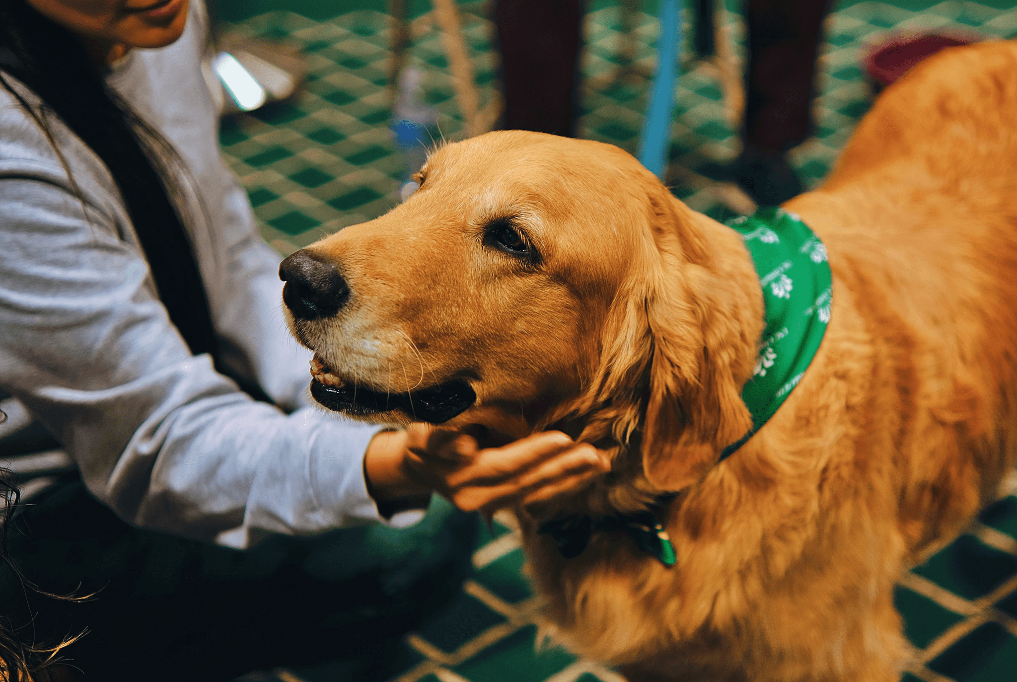 Pros And Cons of Having An ESA In College