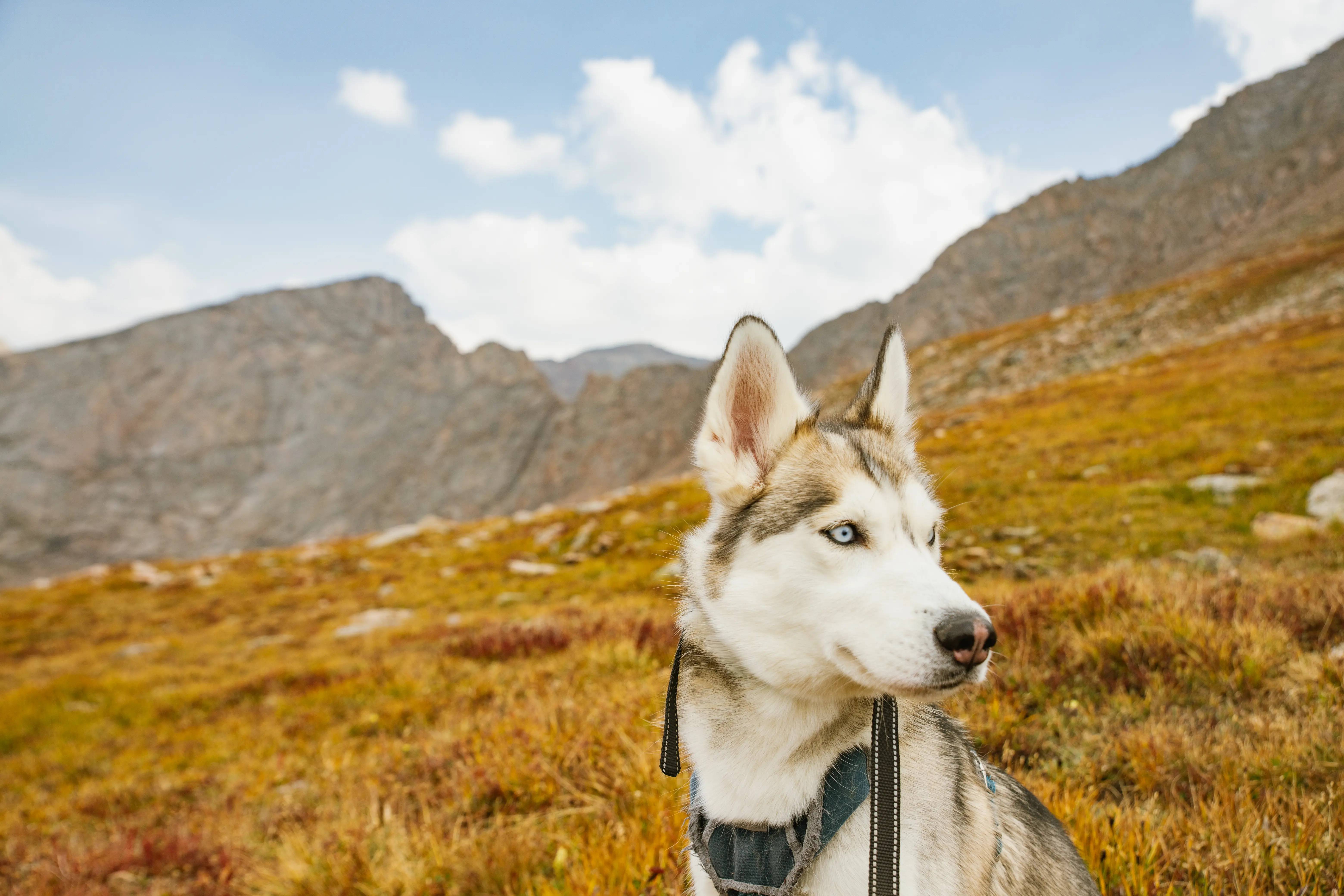 Streetside billboard with flyposters of the Batch.Works brand and illustrations