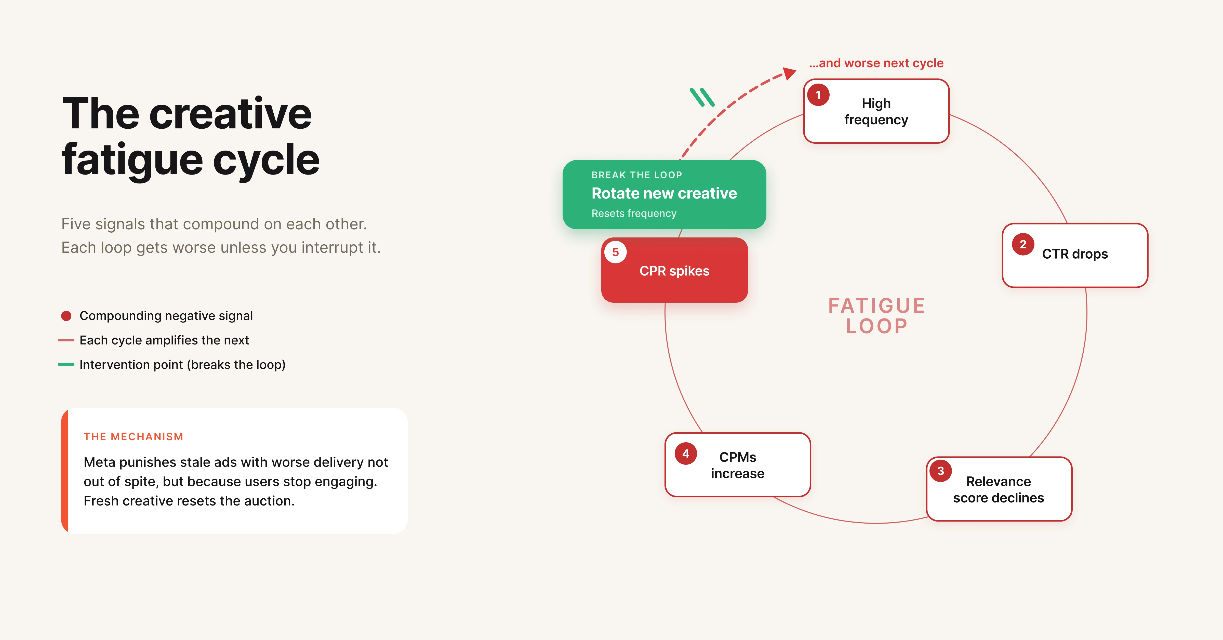 Creative fatigue cycle flowchart showing how high frequency leads to declining CTR higher CPMs and rising CPR in Meta Ads