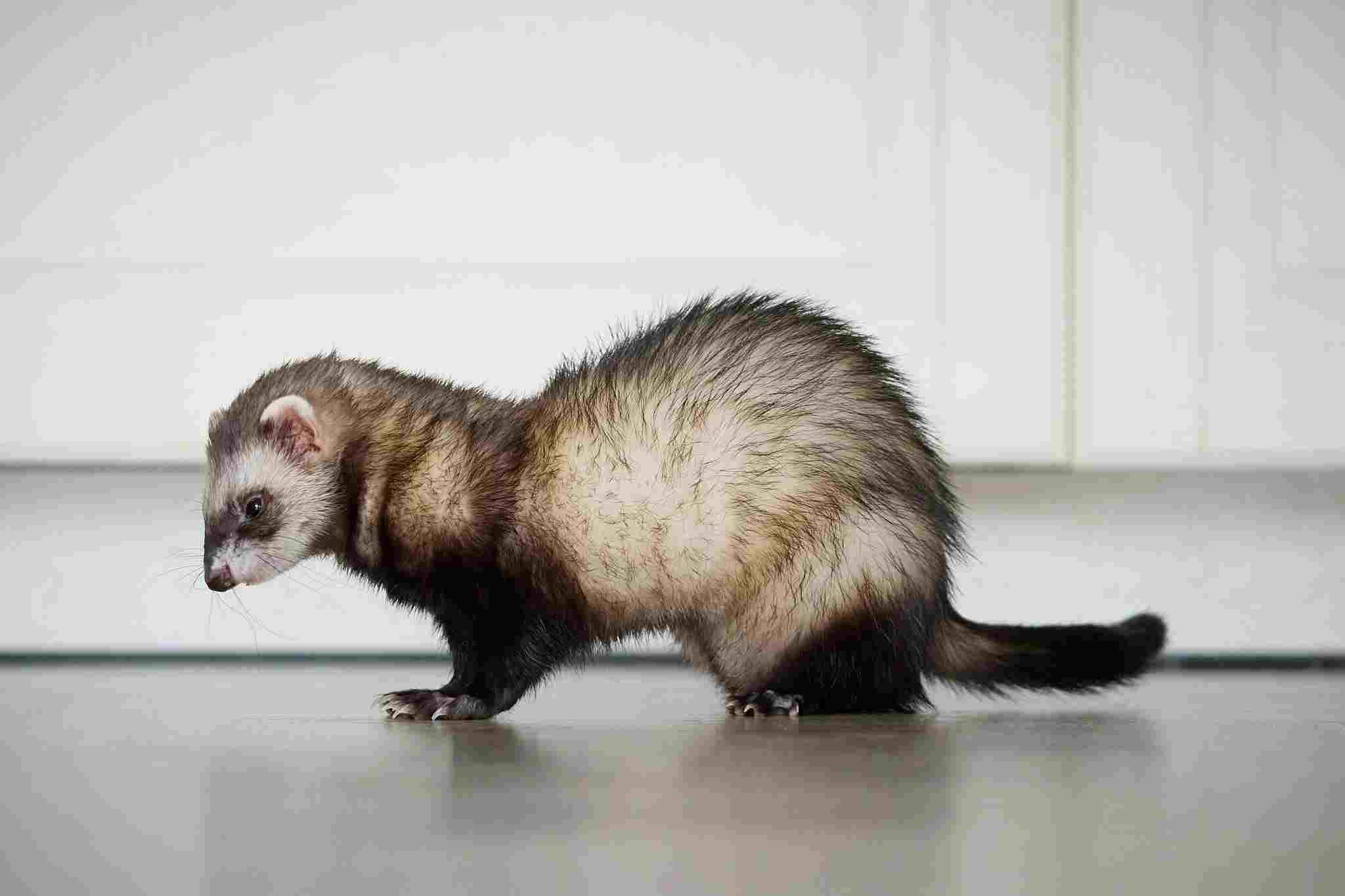 Ferret Weak and Wobbly
