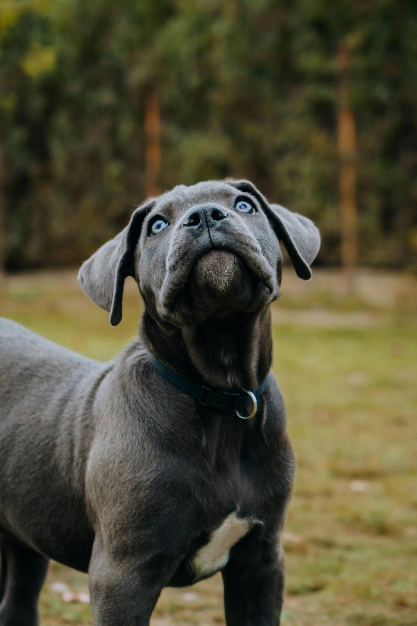Cane Corso Temperament and Lifestyle Fit