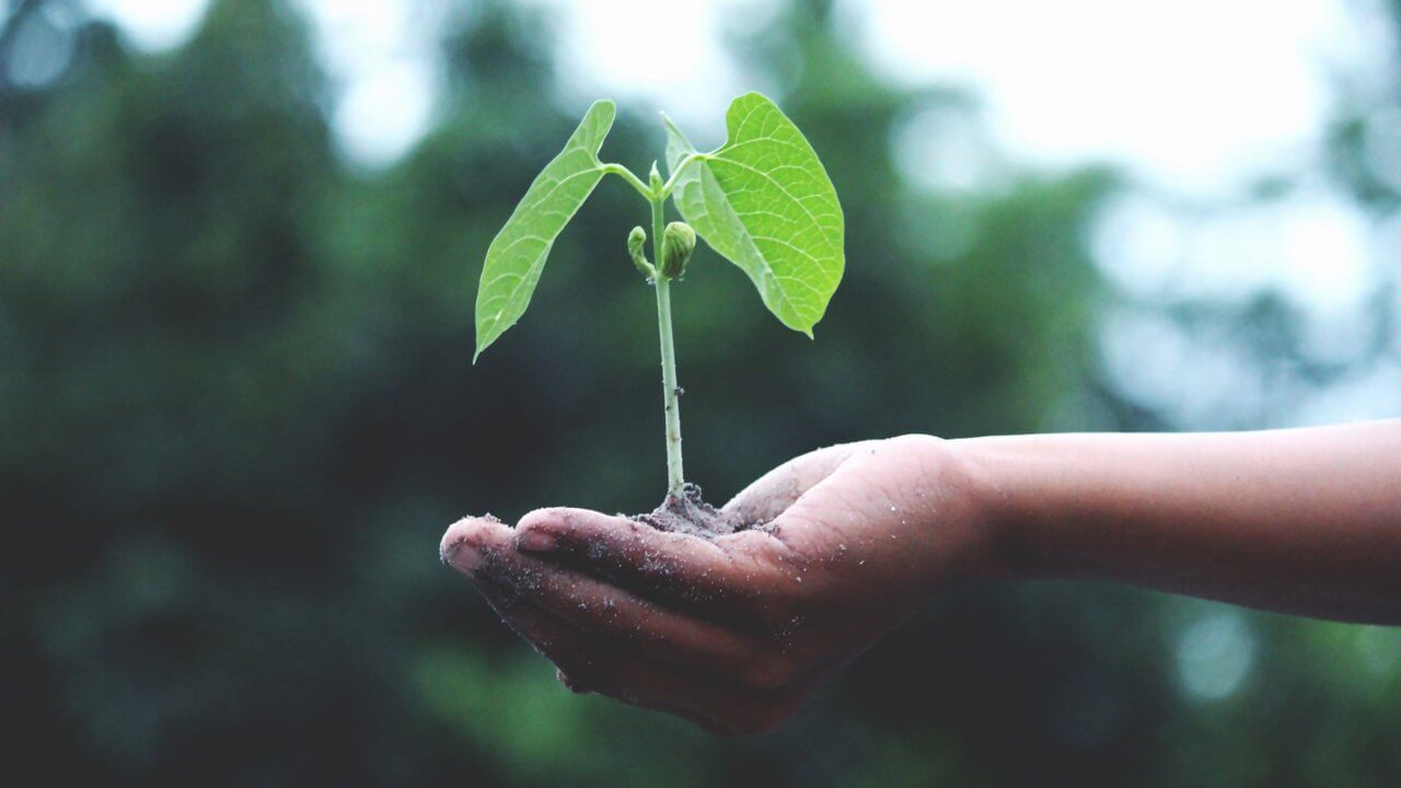 een nieuw opgroeiende plant