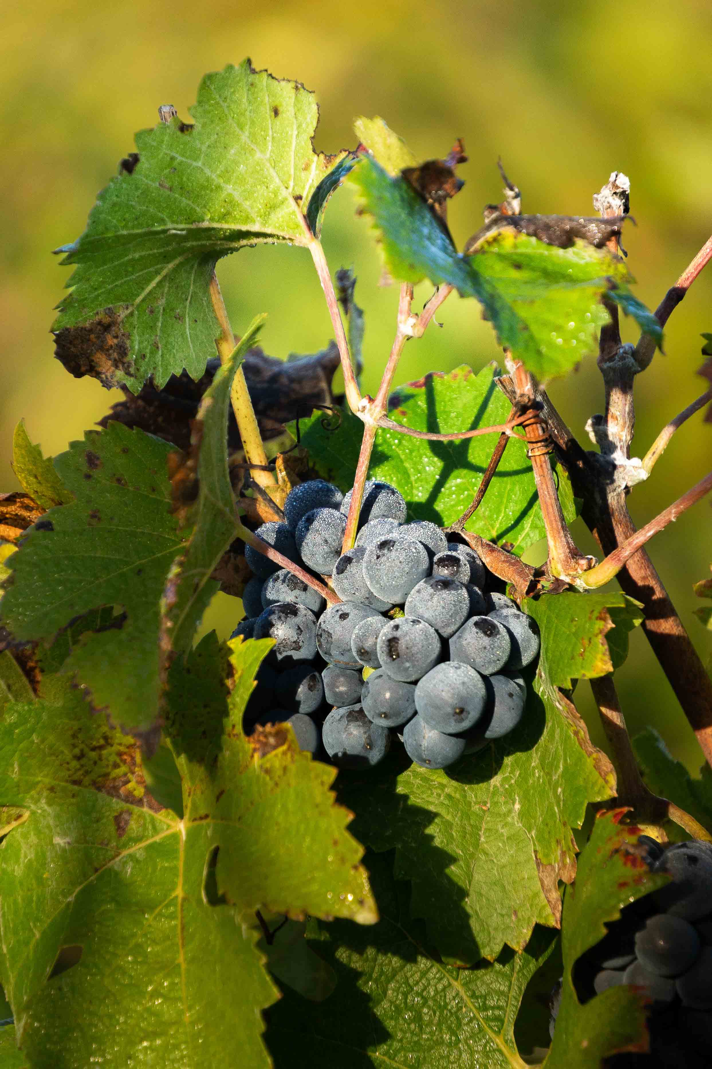 Grappe de raisin sur une vigne