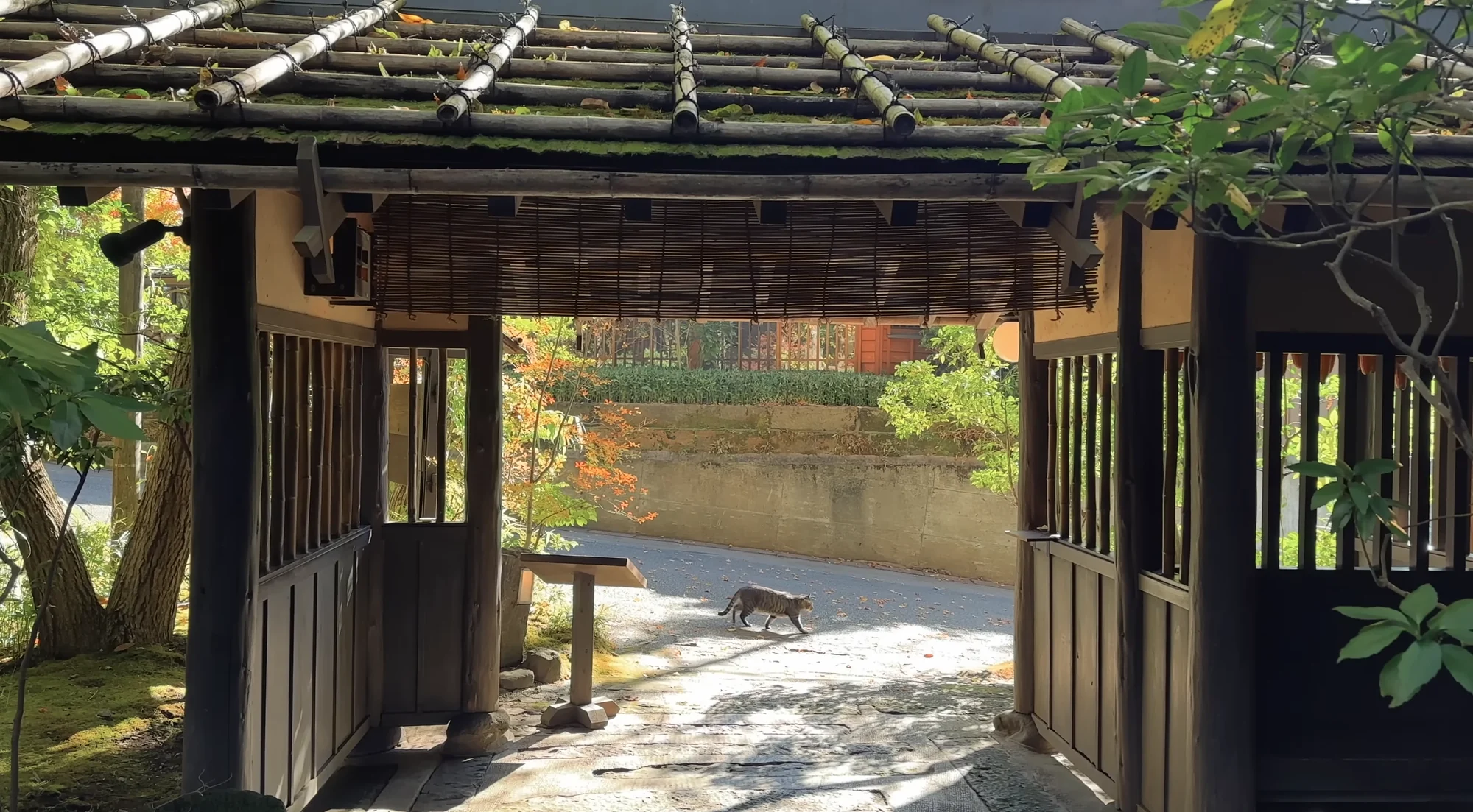 A timber and bamboo gate framing a sunlit path with a cat crossing beyond