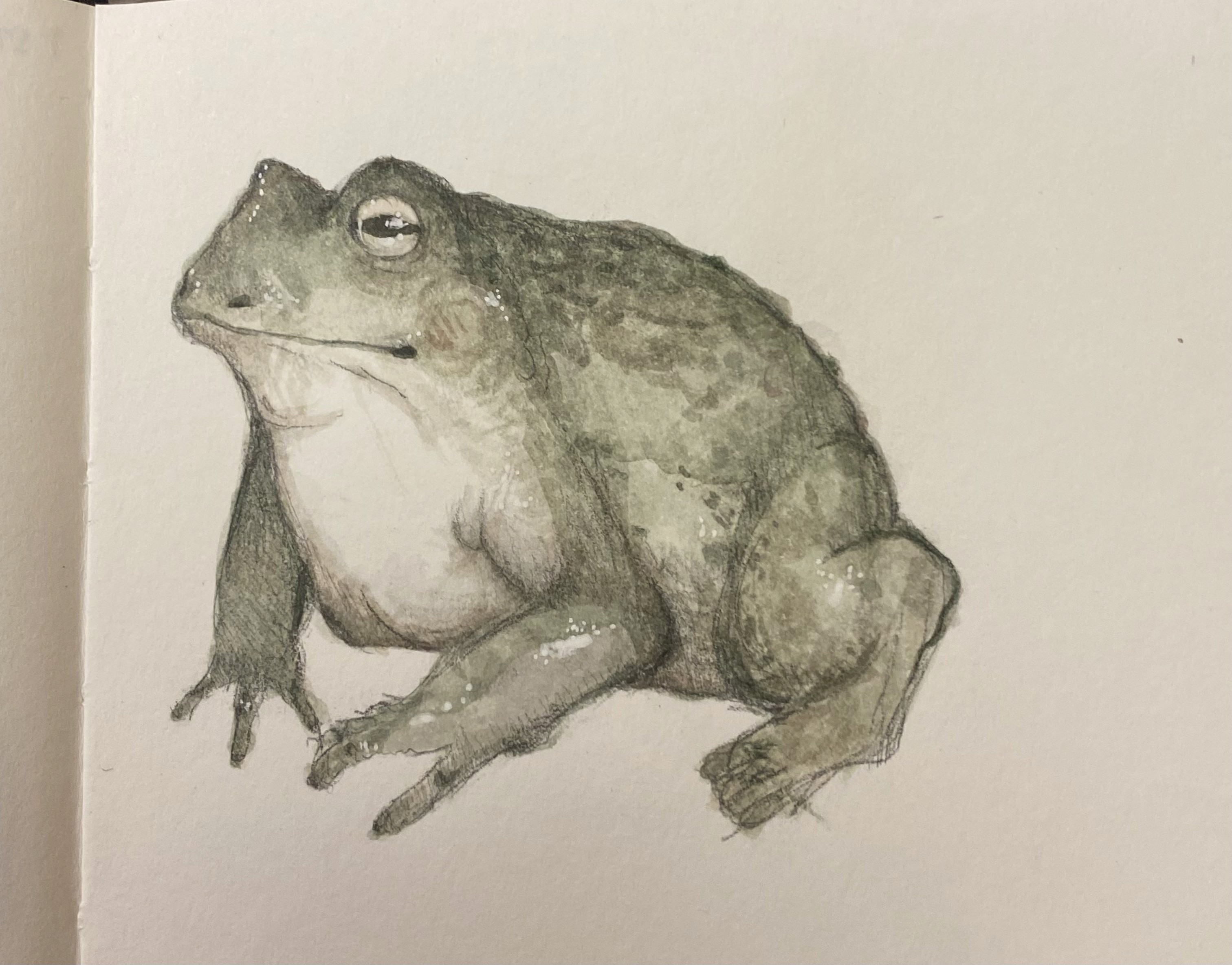 Frog Watercolor