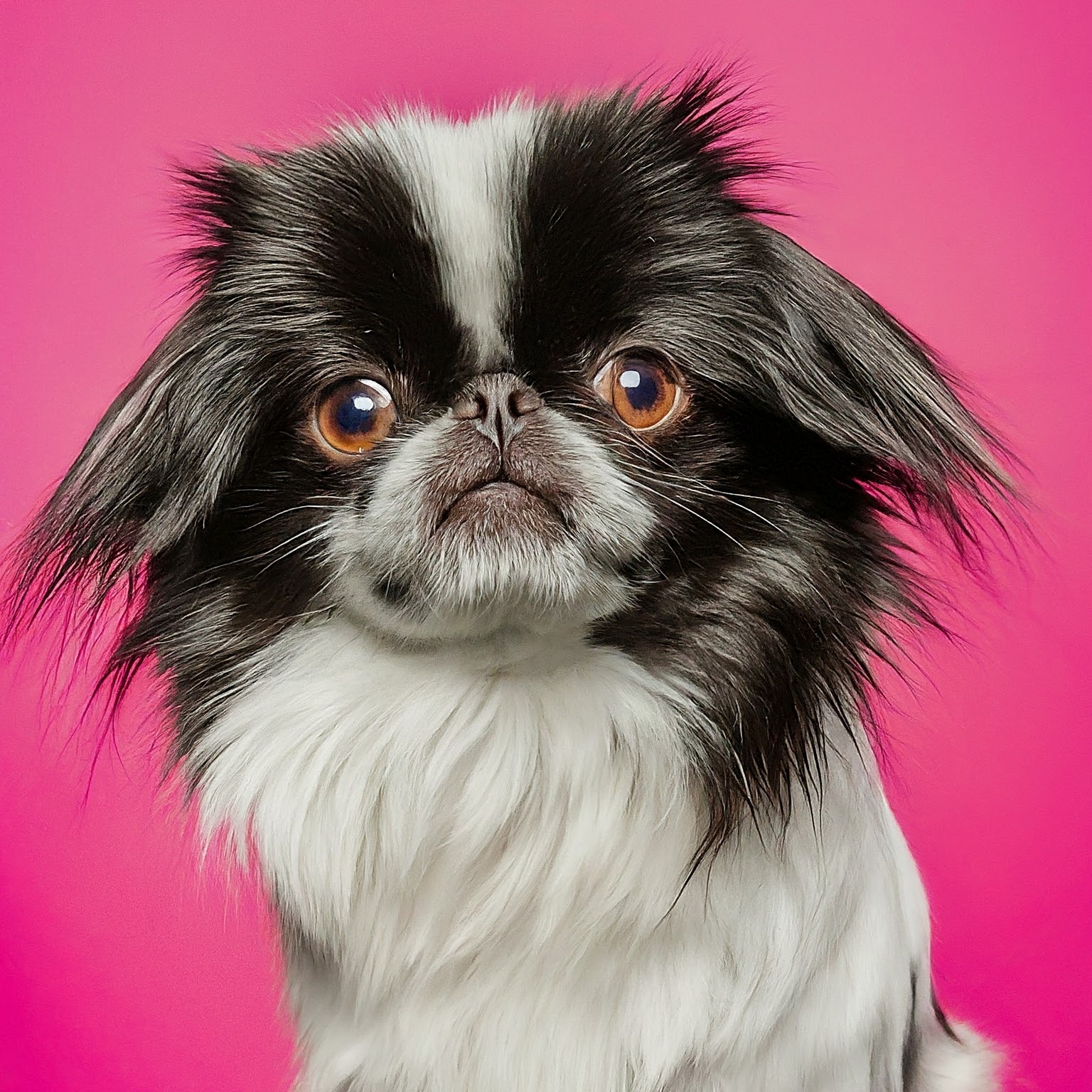 BUDDYUNO, Japanese Chin