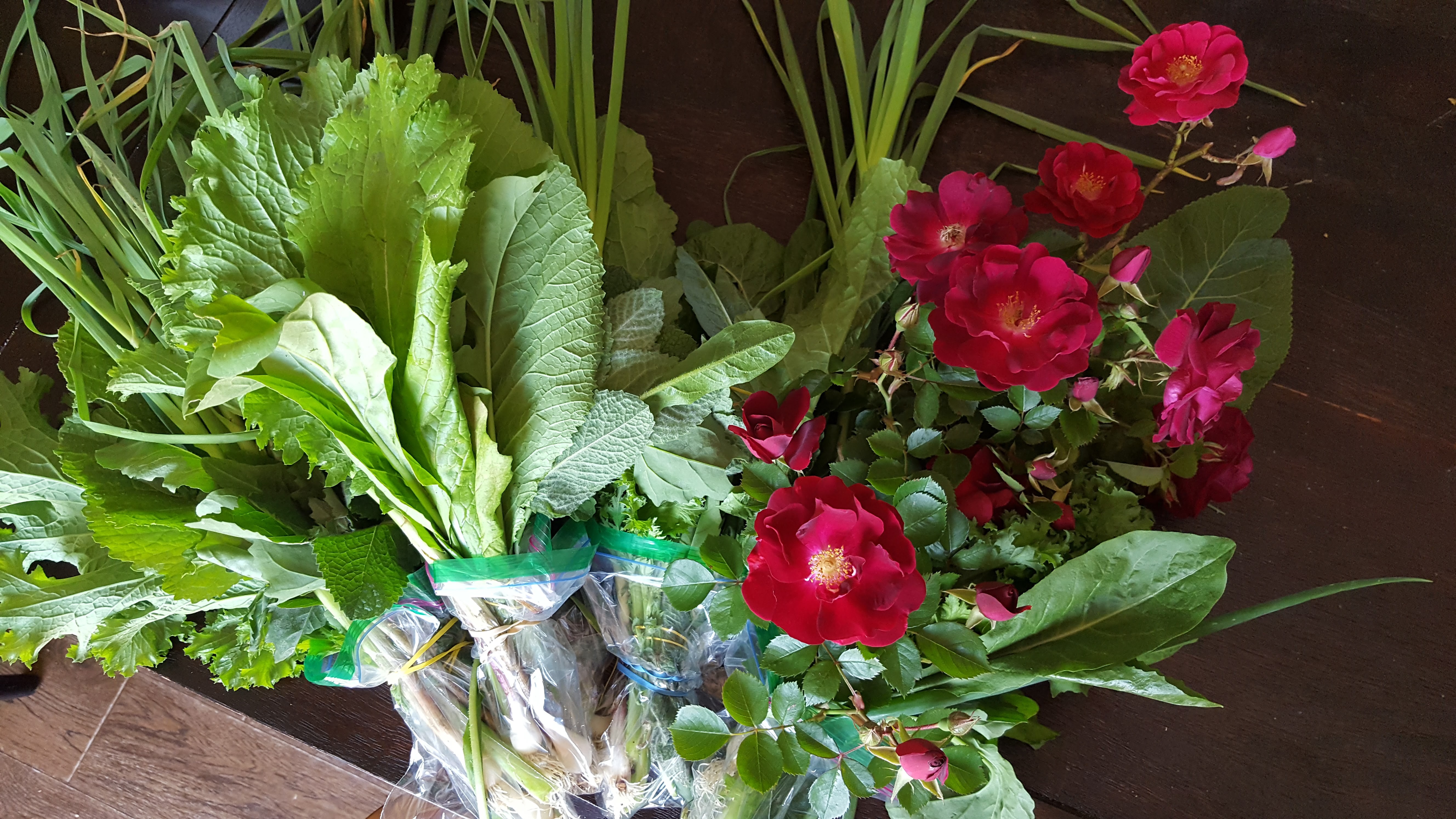 Hummingbird moth with bee balm blossom