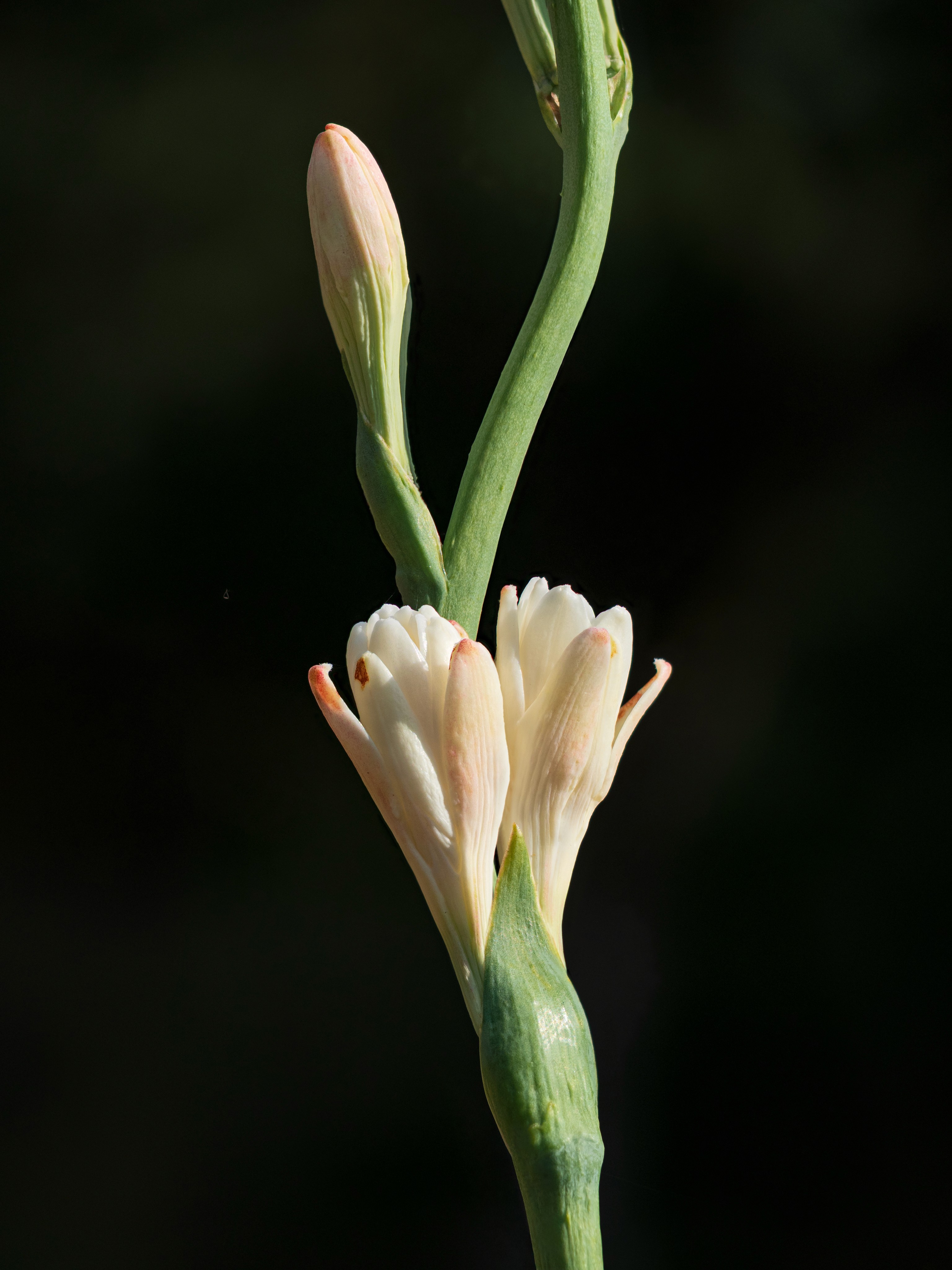 Buds opening on a tuberose stem.