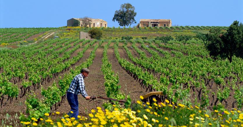 Puglia Rosso Puglia doc Primitivo Puglia Primitivo di Manduria 2017 puglia紅酒價格 puglia發音 義大利普利亞紅酒 Primitivo di Manduria 紅酒 primitivo紅酒價格