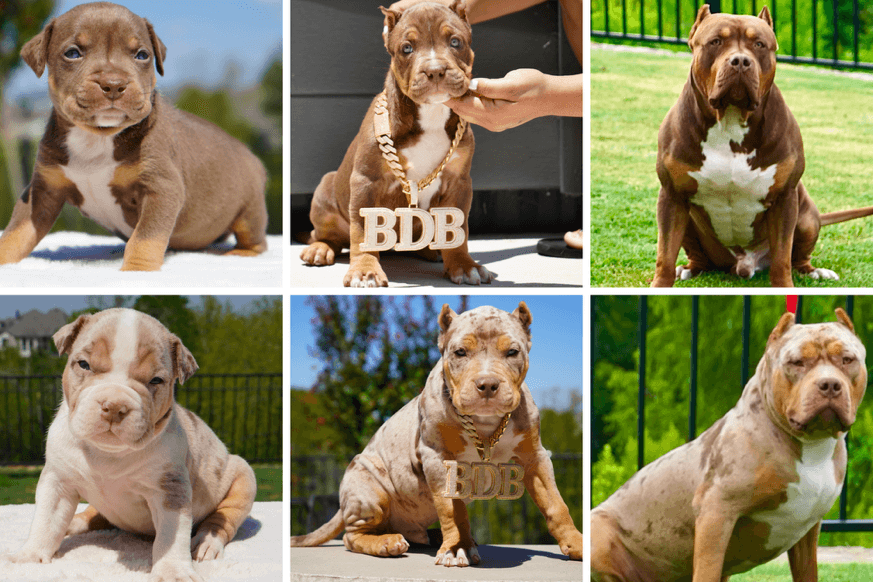 A collage of a dog

AI-generated content may be incorrect.