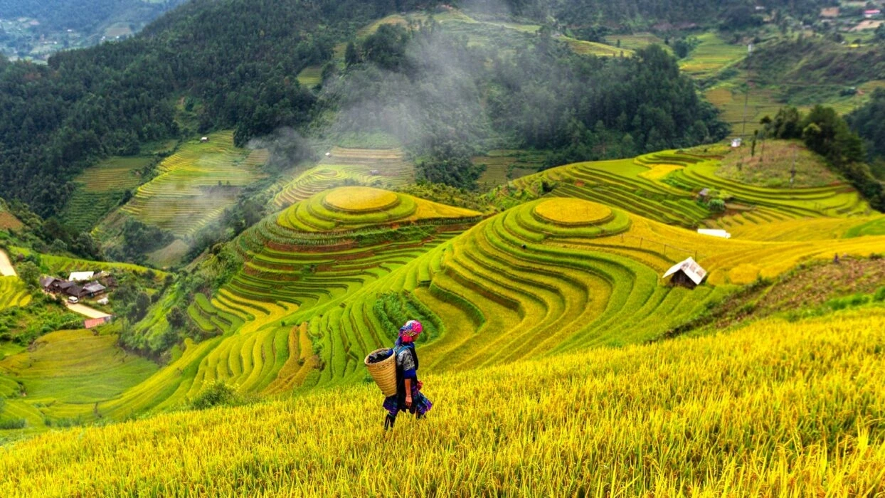 Terraced rice fields in Sapa