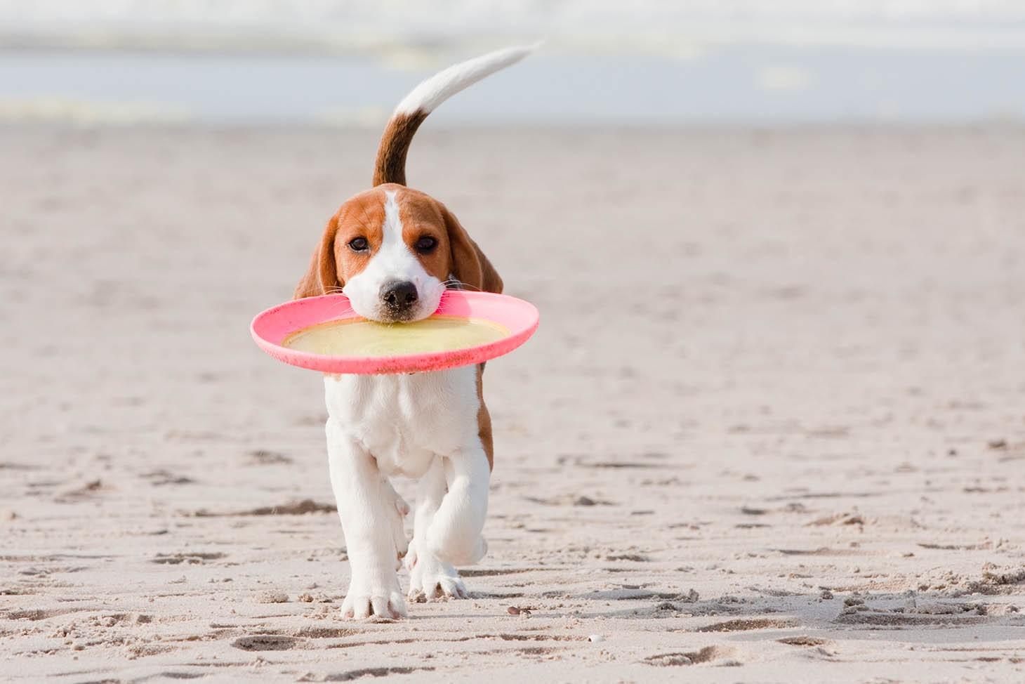 A beagle carries a frisbee along the shore, enjoying the extra space to run and play at a dog-friendly beach in Dubai.