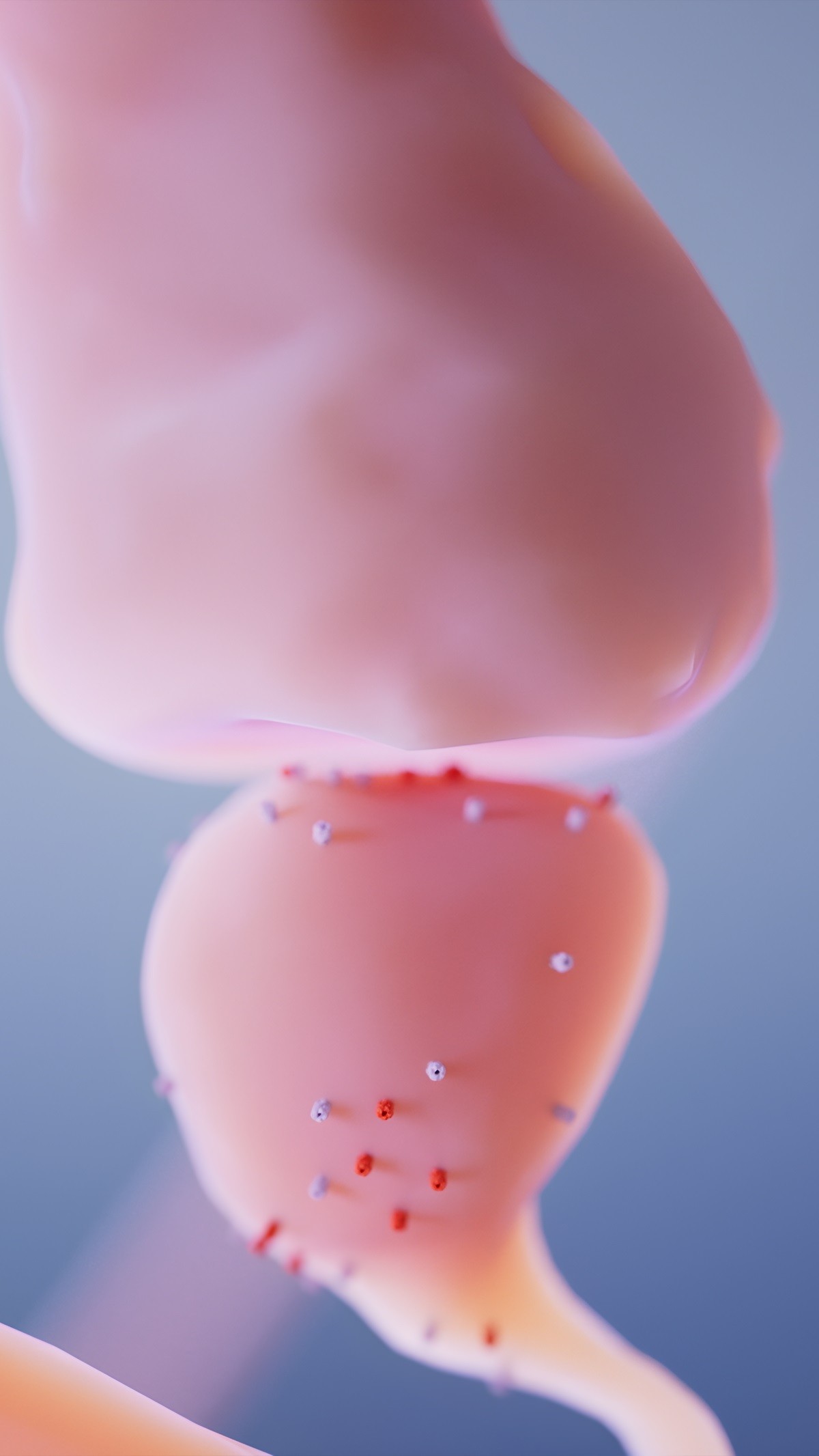 Synapse in the CNS - visualization on the subcellular level